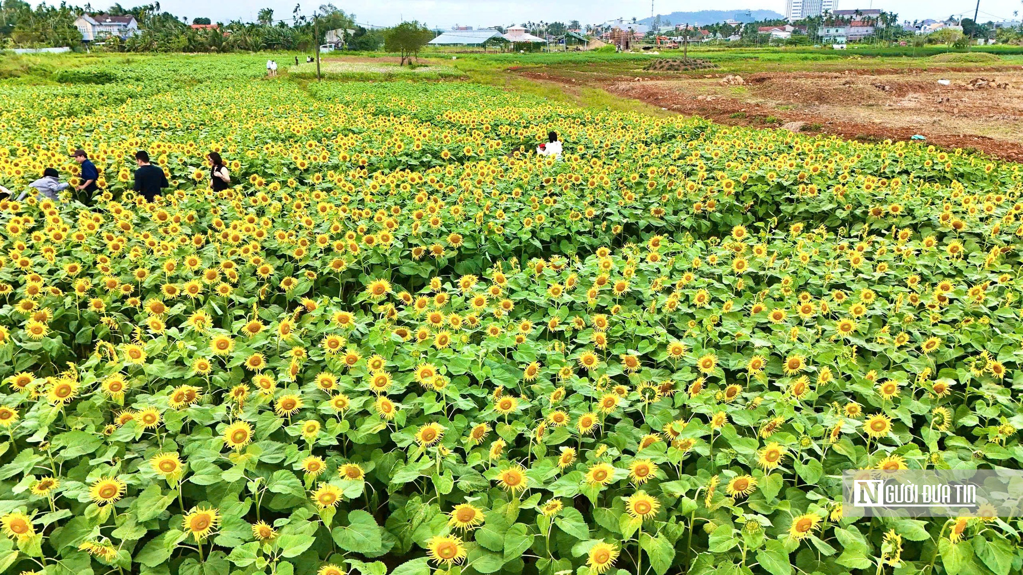 Đổ xô check-in hoa hướng dương “khổng lồ” ở Quảng Ngãi ngày cận Tết- Ảnh 10. Đổ xô check-in hoa hướng dương “khổng lồ” ở Quảng Ngãi ngày cận Tết- Ảnh 10.