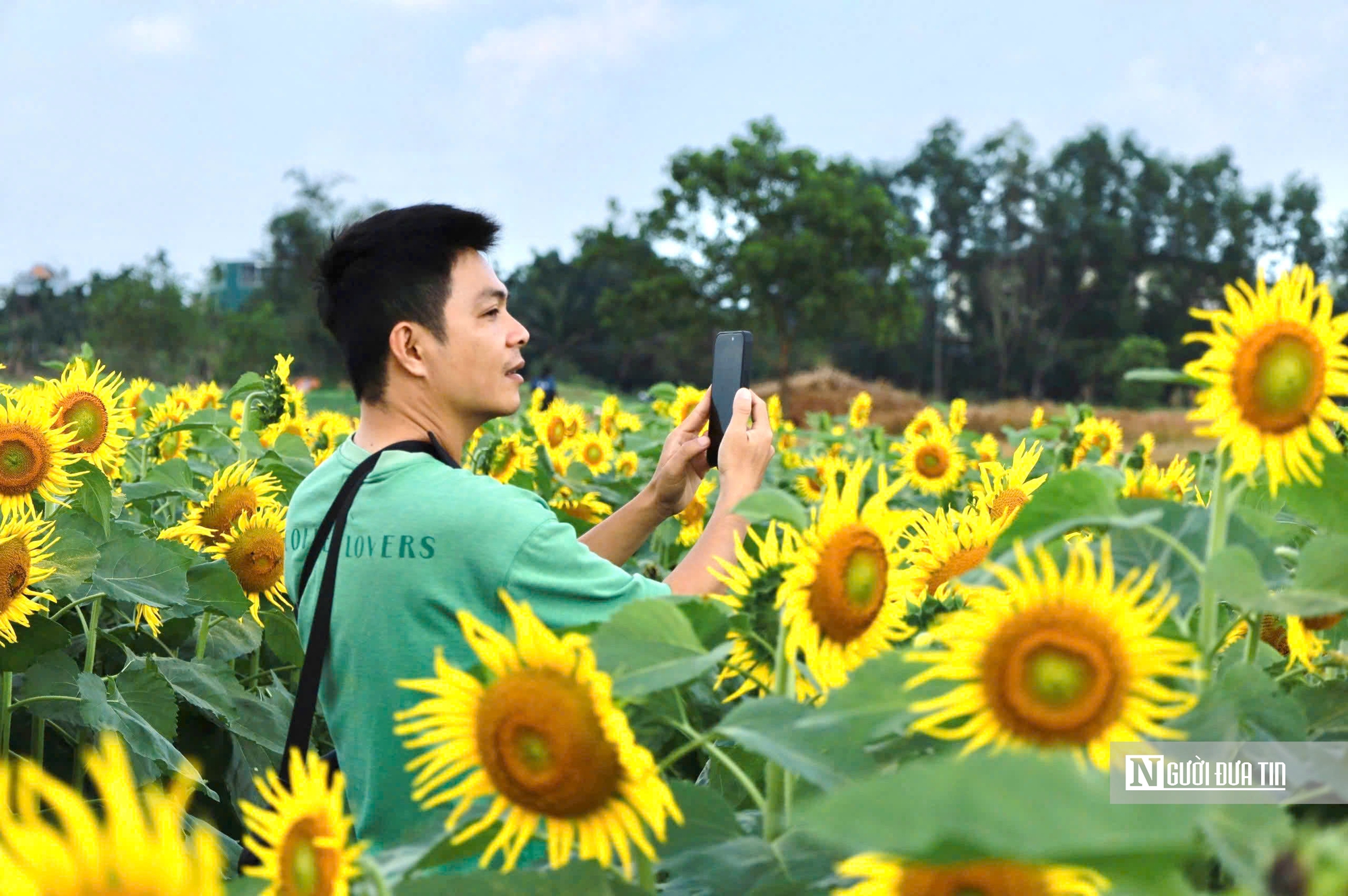 Đổ xô check-in hoa hướng dương “khổng lồ” ở Quảng Ngãi ngày cận Tết- Ảnh 11. Đổ xô check-in hoa hướng dương “khổng lồ” ở Quảng Ngãi ngày cận Tết- Ảnh 11.