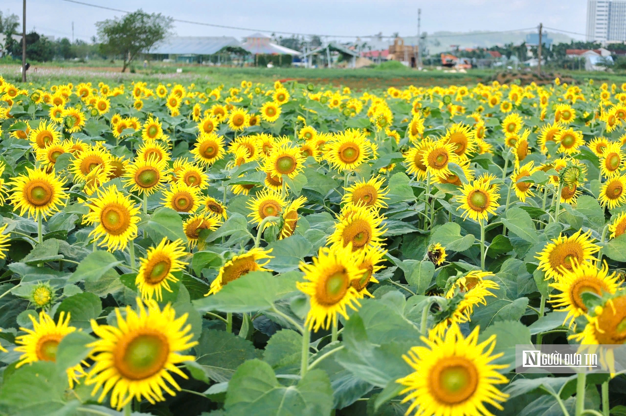 Đổ xô check-in hoa hướng dương “khổng lồ” ở Quảng Ngãi ngày cận Tết- Ảnh 13. Đổ xô check-in hoa hướng dương “khổng lồ” ở Quảng Ngãi ngày cận Tết- Ảnh 13.