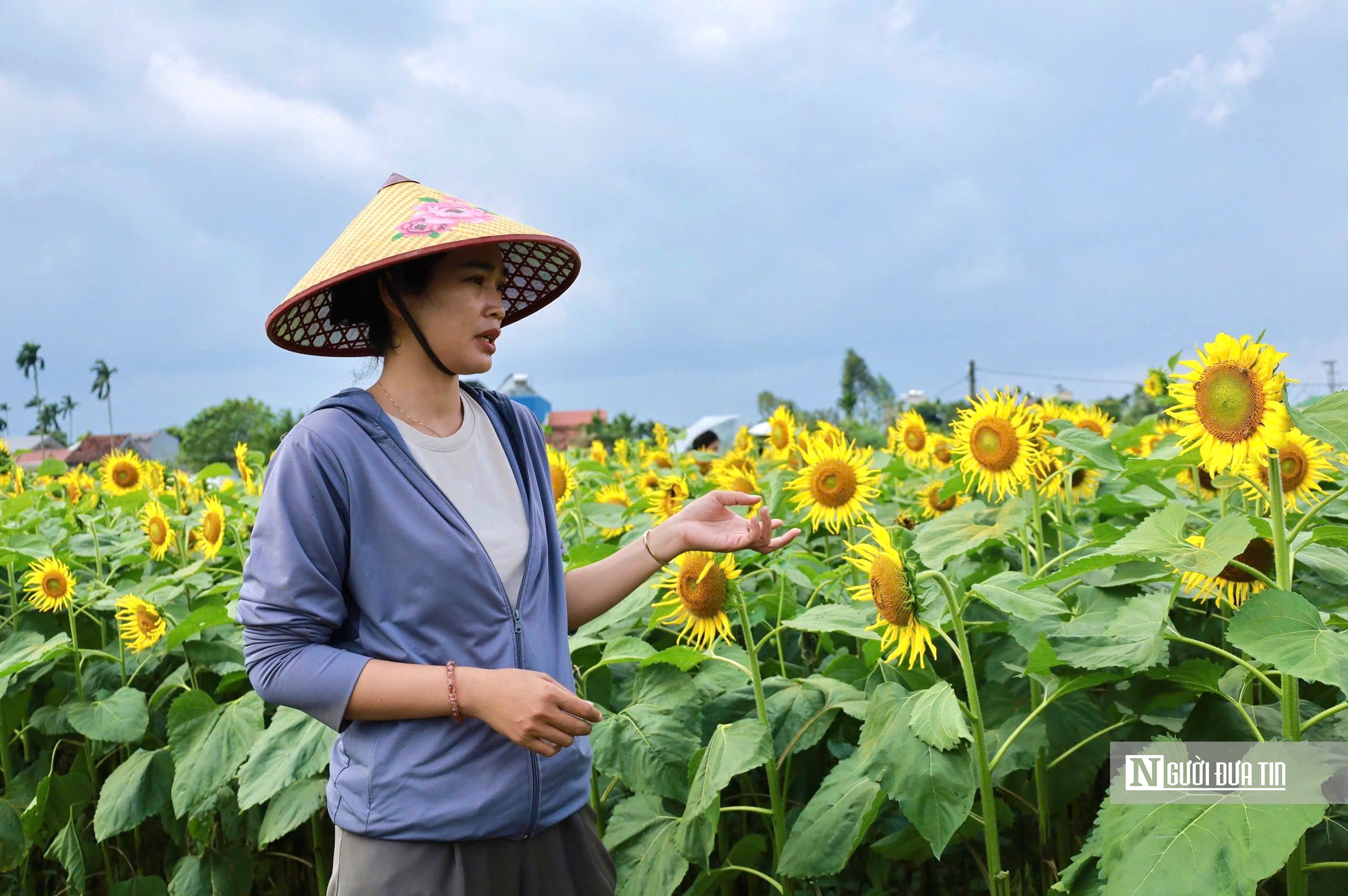 Đổ xô check-in hoa hướng dương “khổng lồ” ở Quảng Ngãi ngày cận Tết- Ảnh 14. Đổ xô check-in hoa hướng dương “khổng lồ” ở Quảng Ngãi ngày cận Tết- Ảnh 14.