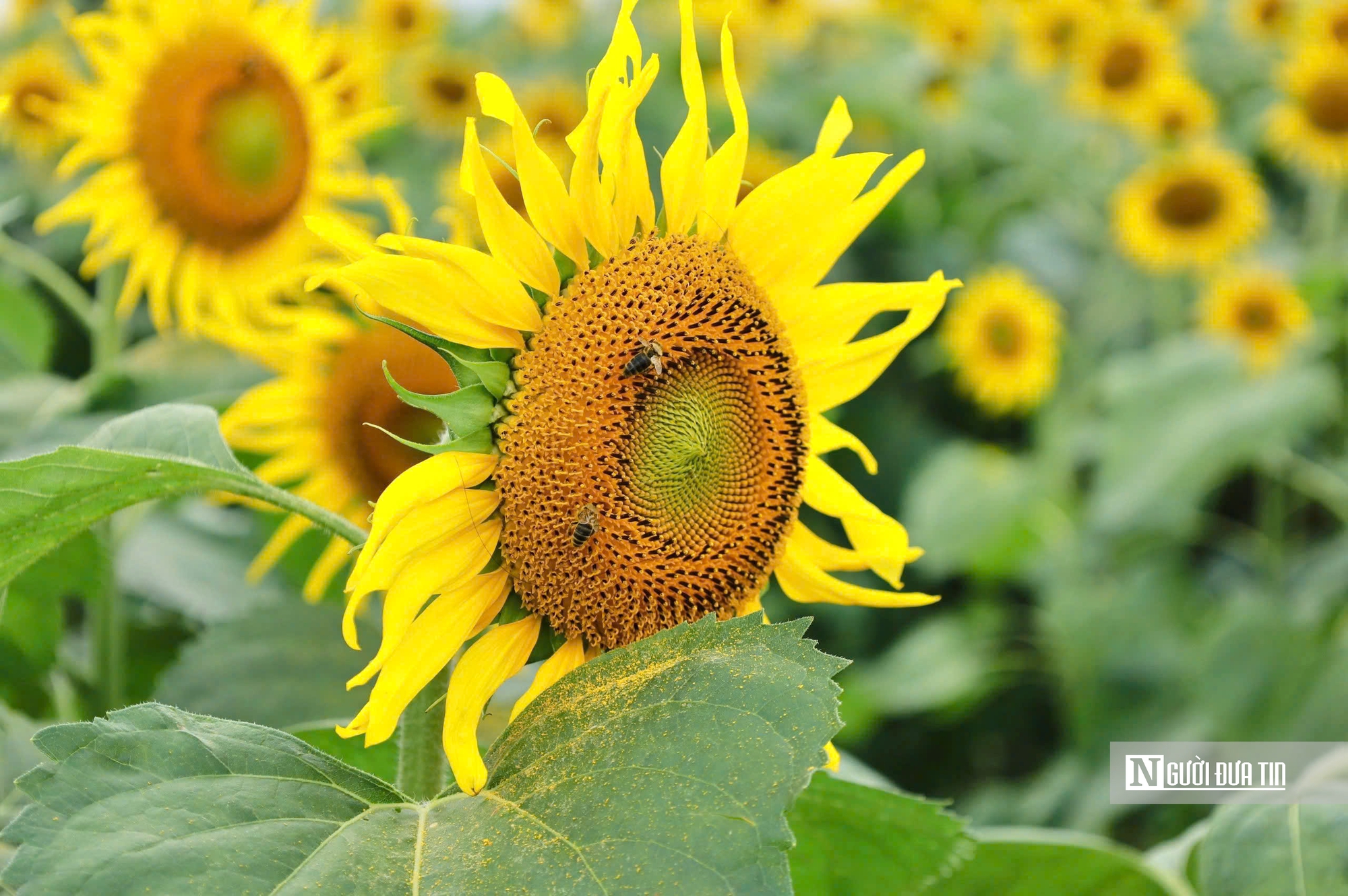 Đổ xô check-in hoa hướng dương “khổng lồ” ở Quảng Ngãi ngày cận Tết- Ảnh 15. Đổ xô check-in hoa hướng dương “khổng lồ” ở Quảng Ngãi ngày cận Tết- Ảnh 15.