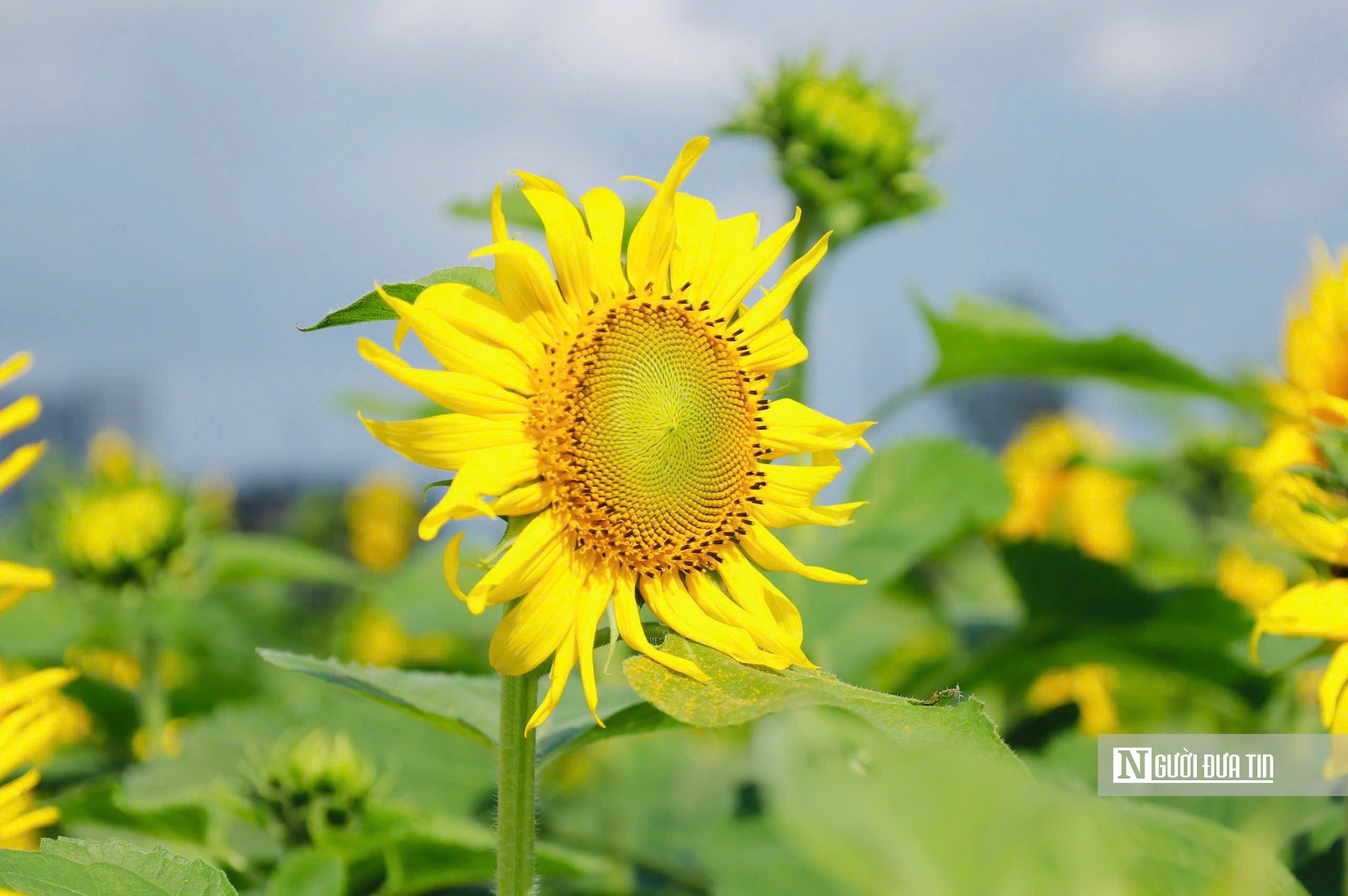 Đổ xô check-in hoa hướng dương “khổng lồ” ở Quảng Ngãi ngày cận Tết- Ảnh 4. Đổ xô check-in hoa hướng dương “khổng lồ” ở Quảng Ngãi ngày cận Tết- Ảnh 4.