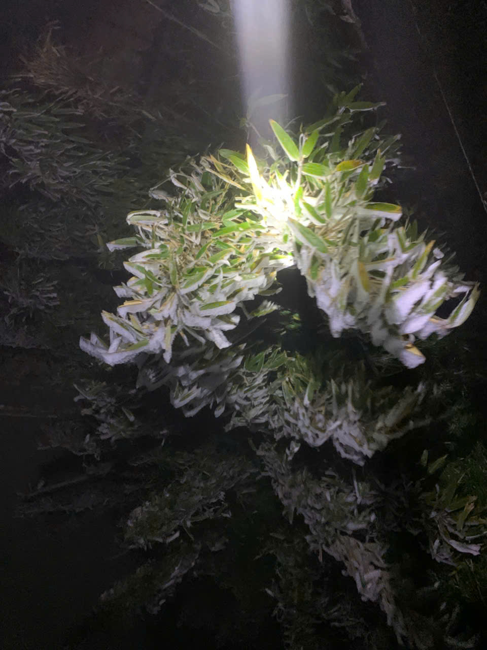 Khoảnh khắc hiếm thấy: “Hoa băng” phủ trắng Fansipan và đỉnh Phia Oắc khi nhiệt độ chạm -3 độ C - Ảnh 8.