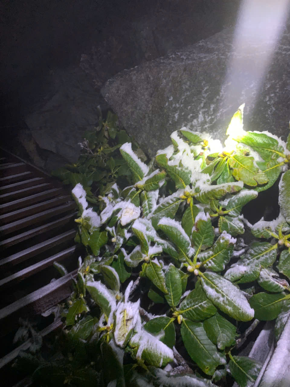 Khoảnh khắc hiếm thấy: “Hoa băng” phủ trắng Fansipan và đỉnh Phia Oắc khi nhiệt độ chạm -3 độ C - Ảnh 9.