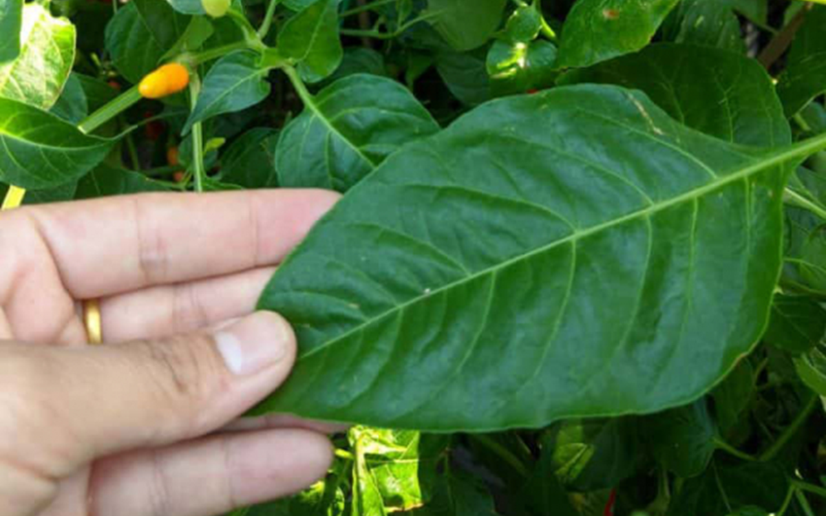 2 phần thịt lợn được đánh giá "tốt bậc nhất thế giới", nhiều người không biết còn chê, nhất cái số 1 - Ảnh 4.