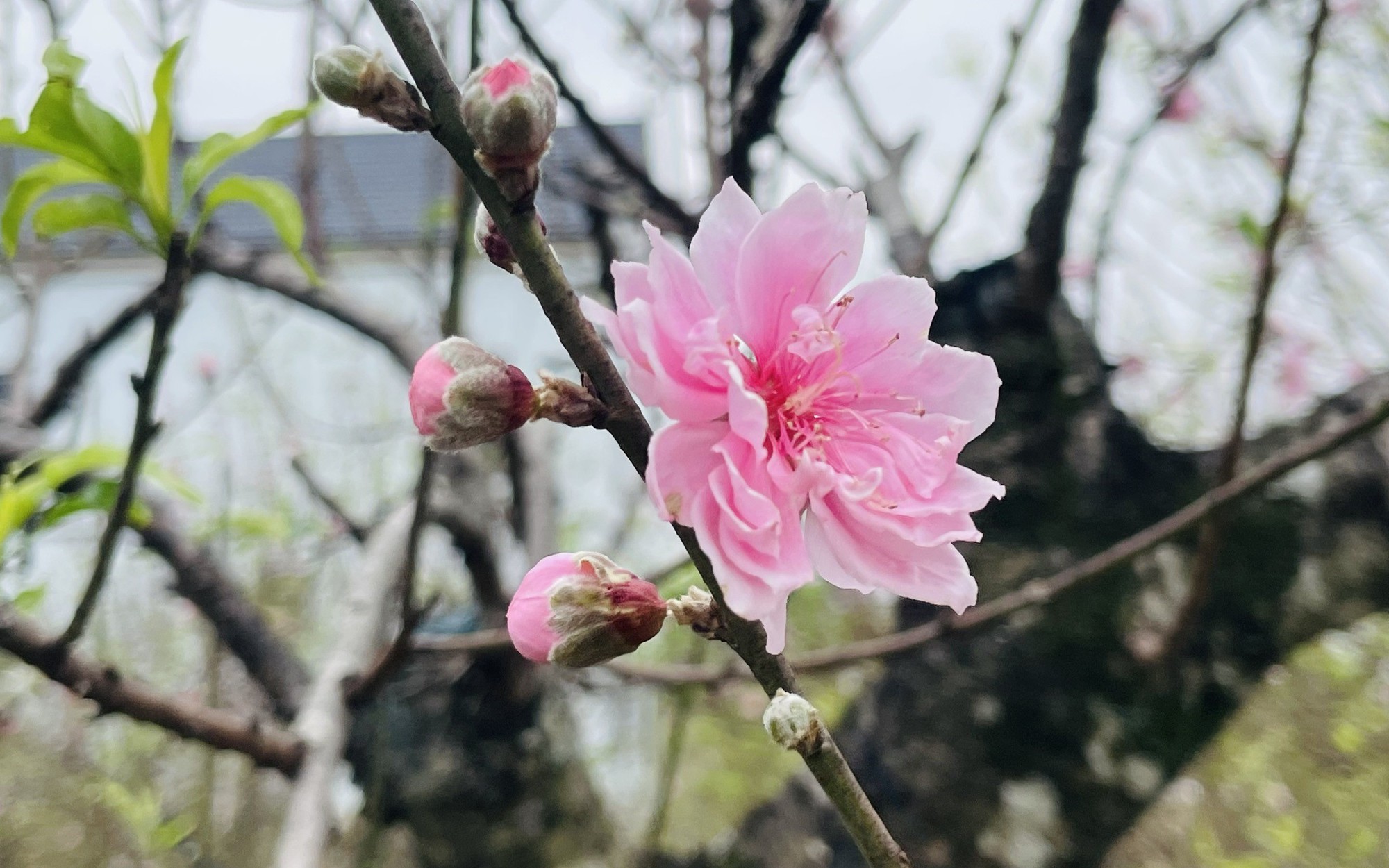 Người dân Thanh Hóa mang súng, pháo nổ đến trụ sở công an giao nộp trước Tết- Ảnh 9.