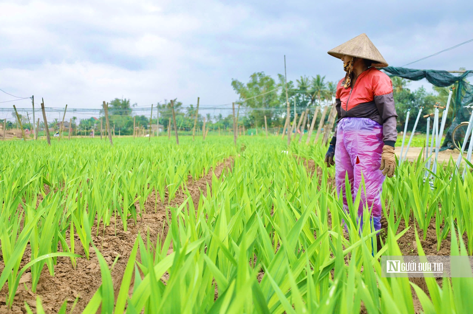 Nhà vườn Quảng Ngãi căng mình chống chọi thời tiết, giữ vụ hoa lay ơn Tết- Ảnh 1.