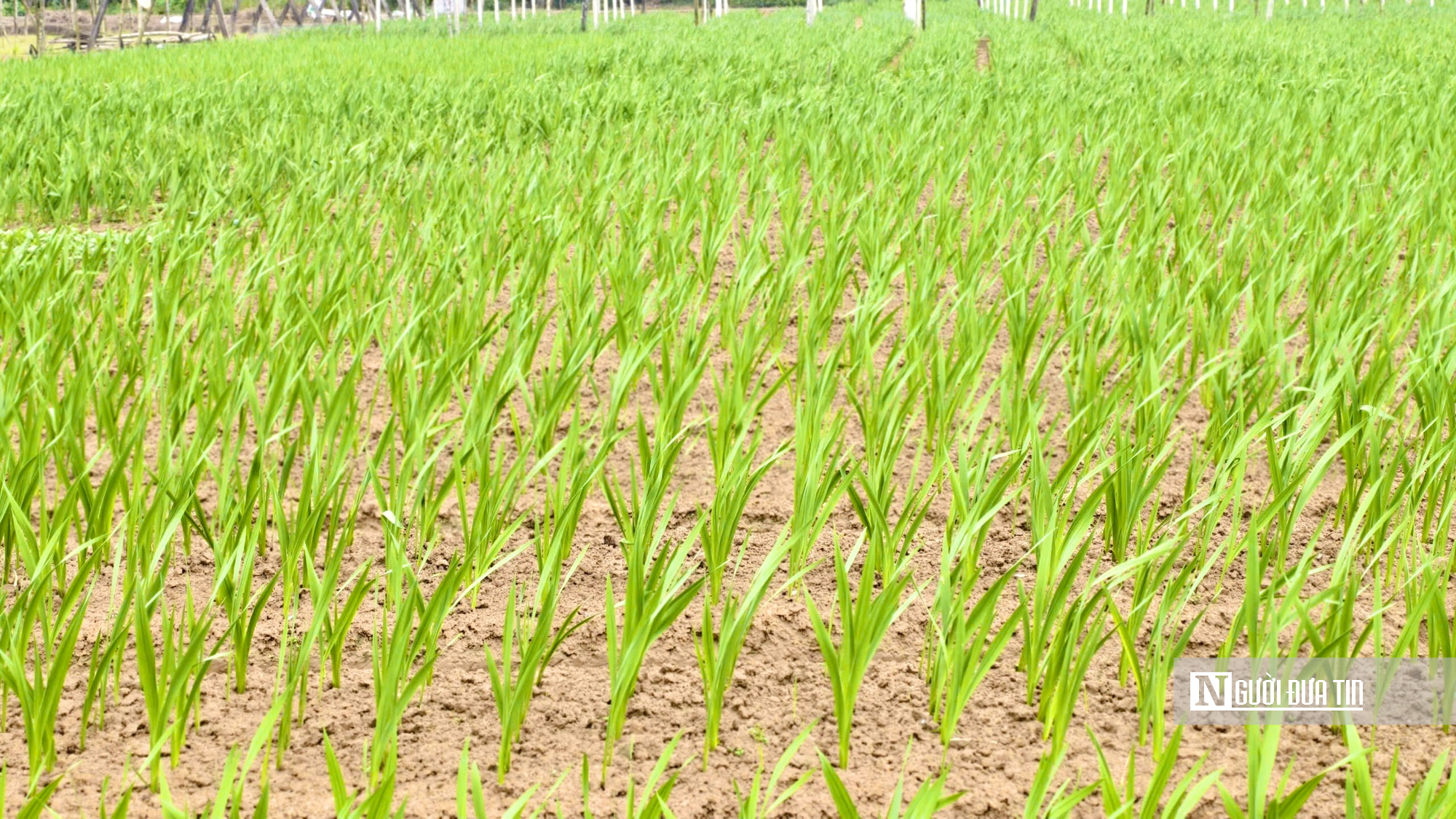 Nhà vườn Quảng Ngãi căng mình chống chọi thời tiết, giữ vụ hoa lay ơn Tết- Ảnh 2.