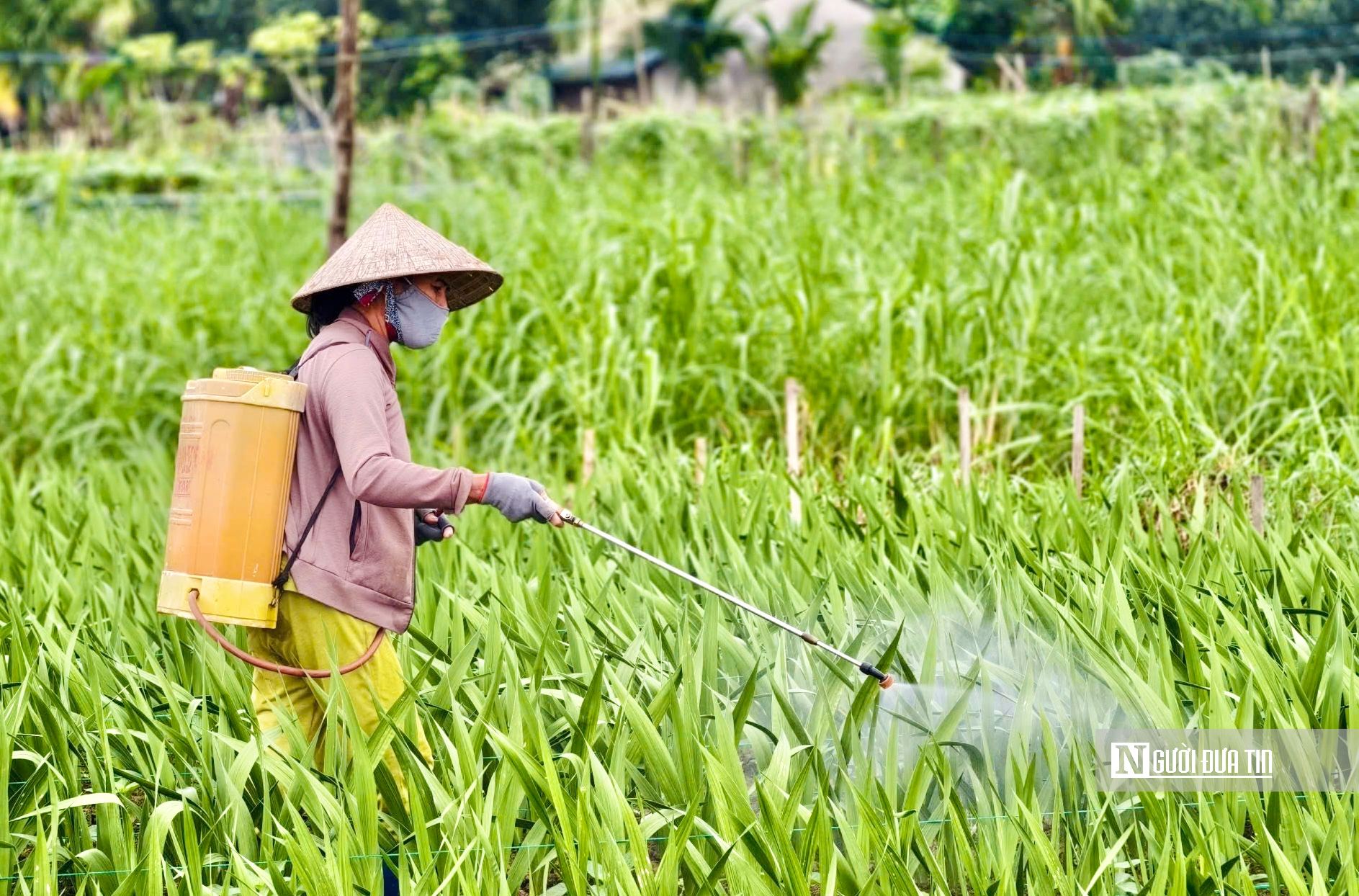 Nhà vườn Quảng Ngãi căng mình chống chọi thời tiết, giữ vụ hoa lay ơn Tết- Ảnh 3.