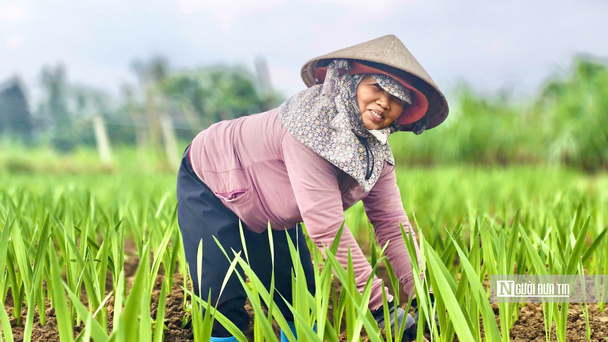 Nhà vườn Quảng Ngãi căng mình chống chọi thời tiết, giữ vụ hoa lay ơn Tết- Ảnh 6.