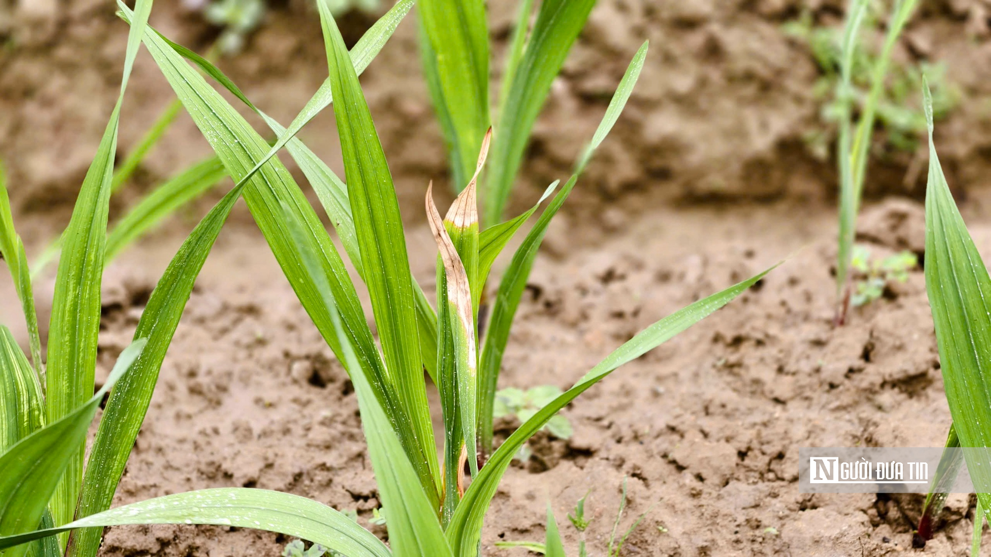 Nhà vườn Quảng Ngãi căng mình chống chọi thời tiết, giữ vụ hoa lay ơn Tết- Ảnh 7.