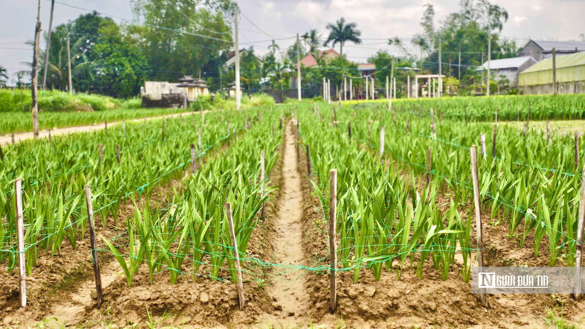 Nhà vườn Quảng Ngãi căng mình chống chọi thời tiết, giữ vụ hoa lay ơn Tết- Ảnh 4.