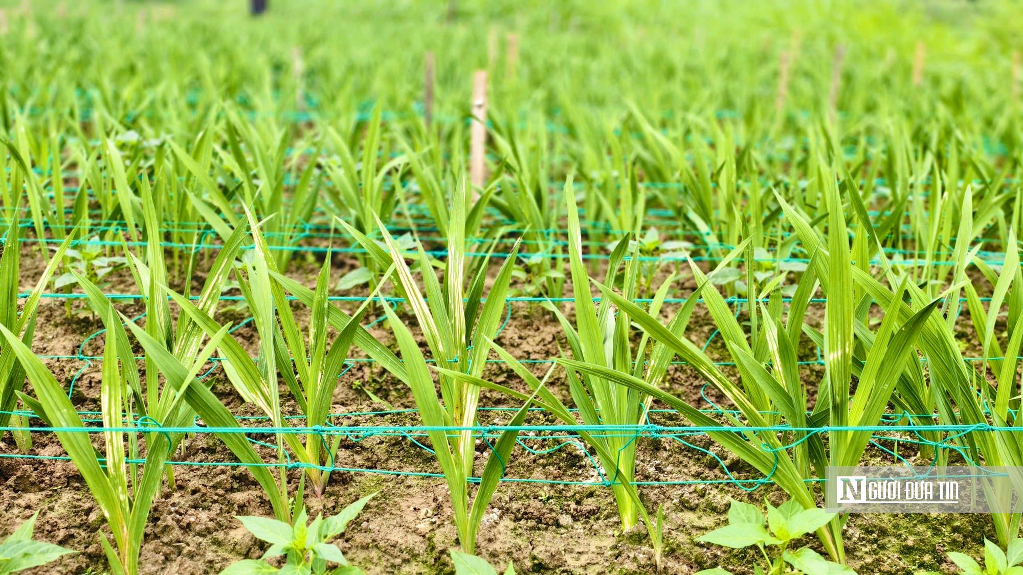 Nhà vườn Quảng Ngãi căng mình chống chọi thời tiết, giữ vụ hoa lay ơn Tết- Ảnh 5.