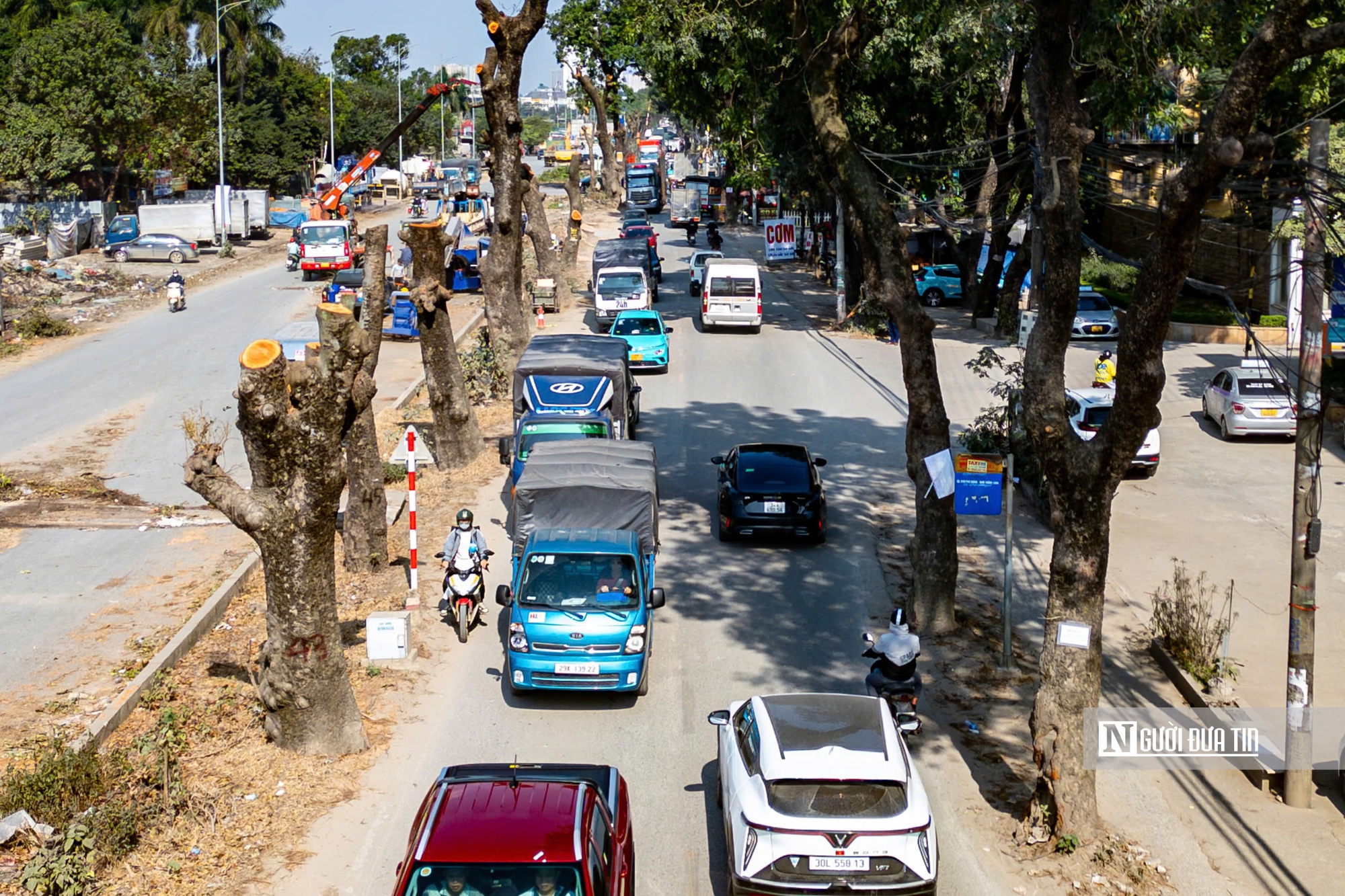Hà Nội: Di dời, đốn hạ hàng chục cây xà cừ cổ thụ mở rộng đường hơn 3.000 tỷ đồng- Ảnh 3.