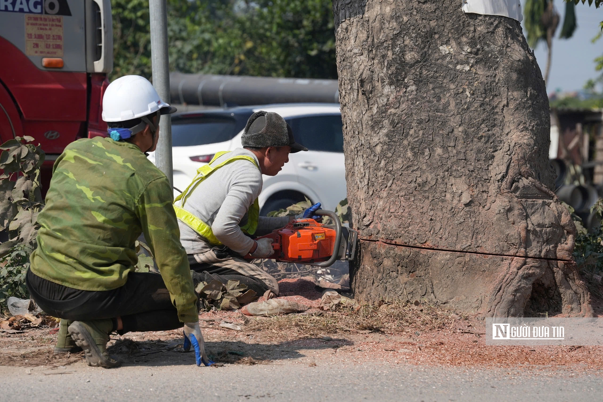 Hà Nội: Di dời, đốn hạ hàng chục cây xà cừ cổ thụ mở rộng đường hơn 3.000 tỷ đồng- Ảnh 4.