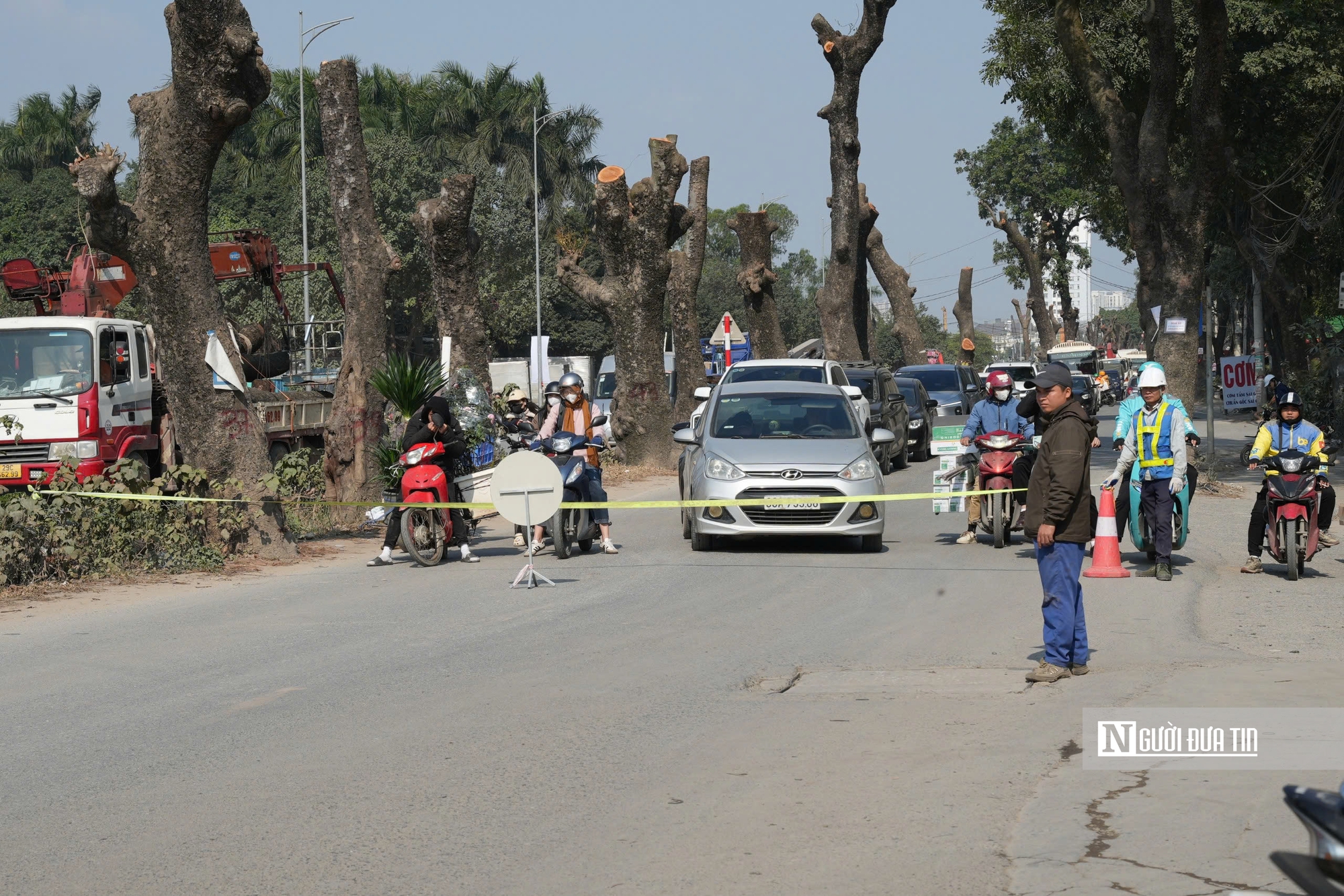 Hà Nội: Di dời, đốn hạ hàng chục cây xà cừ cổ thụ mở rộng đường hơn 3.000 tỷ đồng- Ảnh 5.