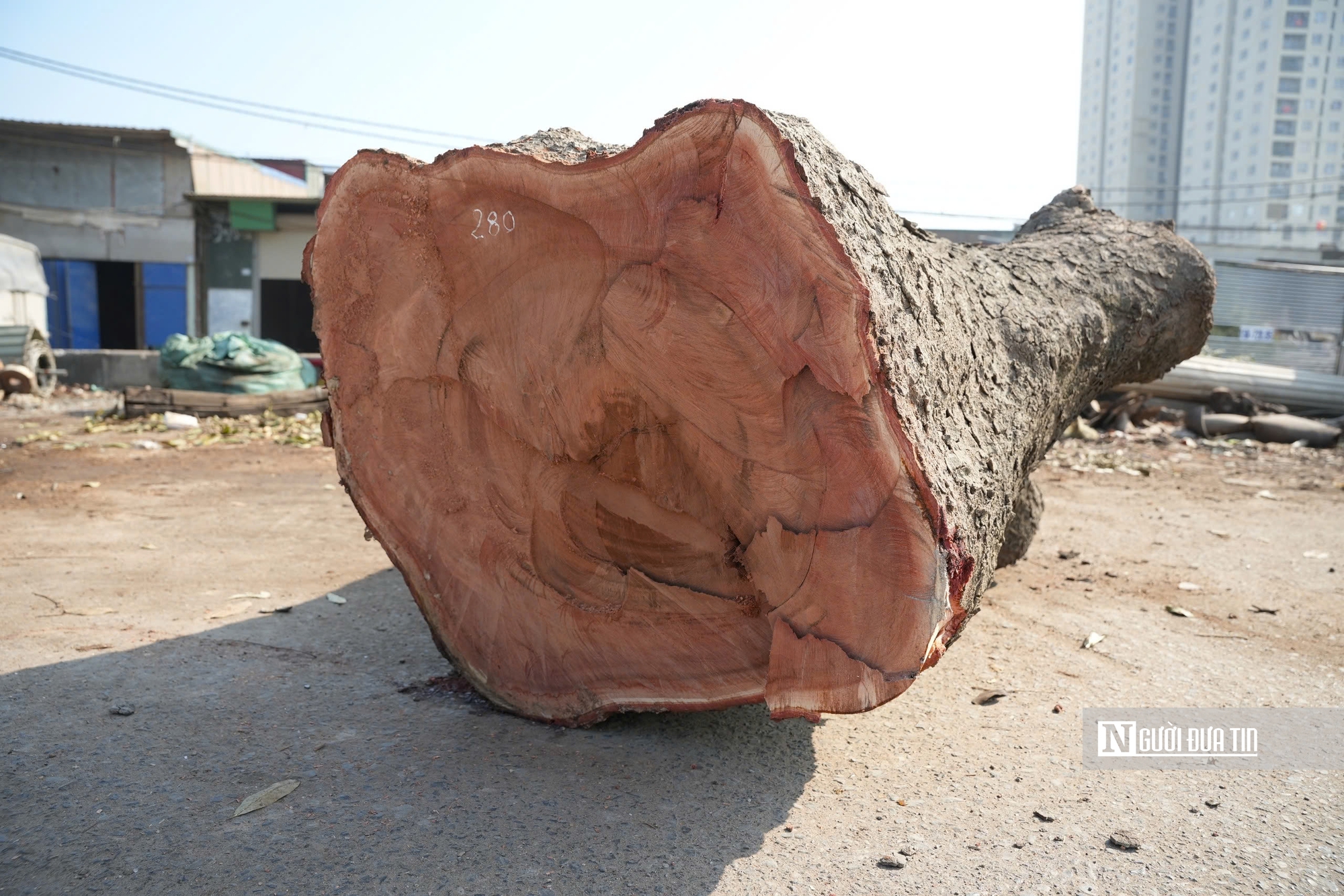 Hà Nội: Di dời, đốn hạ hàng chục cây xà cừ cổ thụ mở rộng đường hơn 3.000 tỷ đồng- Ảnh 6.