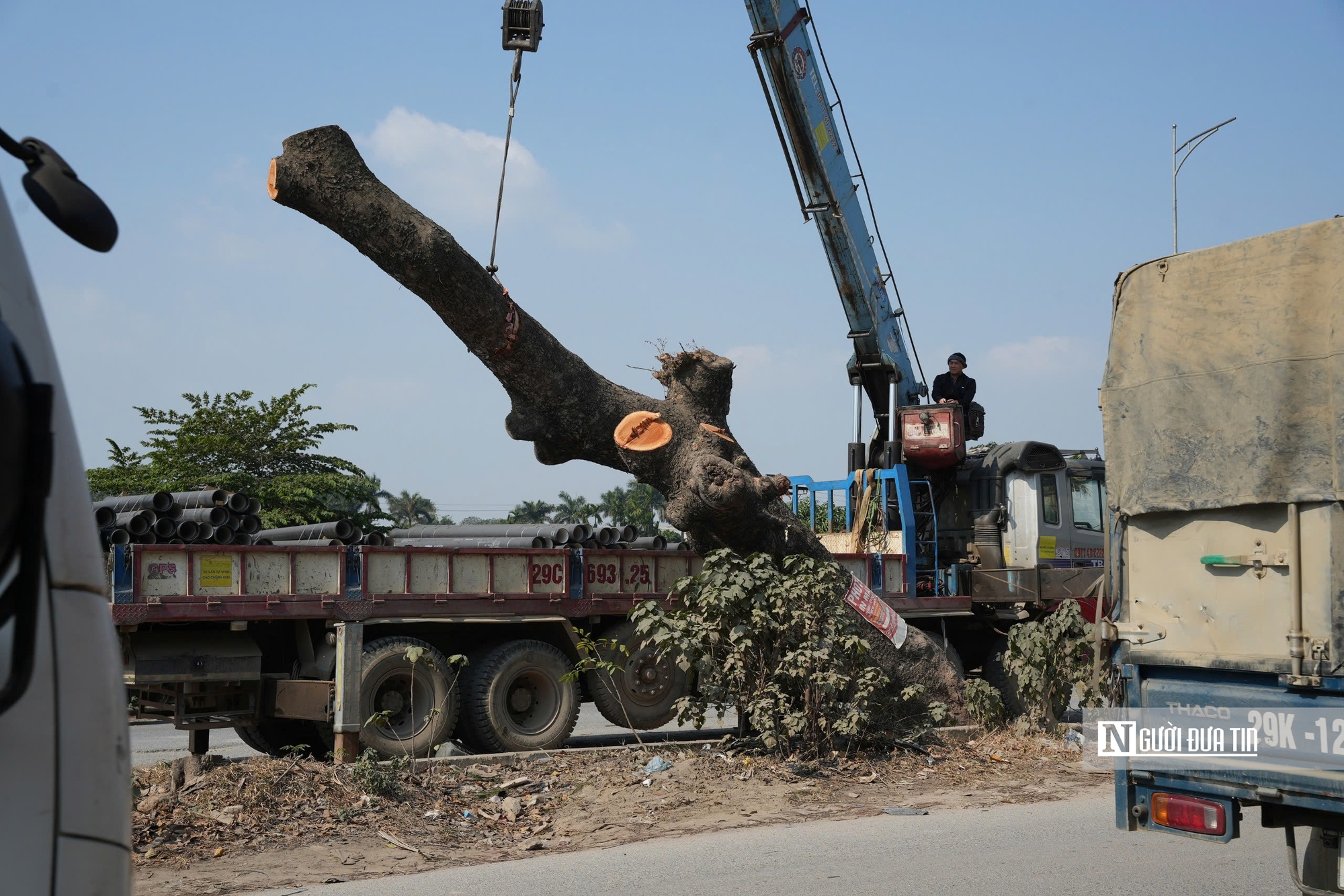 Hà Nội: Di dời, đốn hạ hàng chục cây xà cừ cổ thụ mở rộng đường hơn 3.000 tỷ đồng- Ảnh 7.