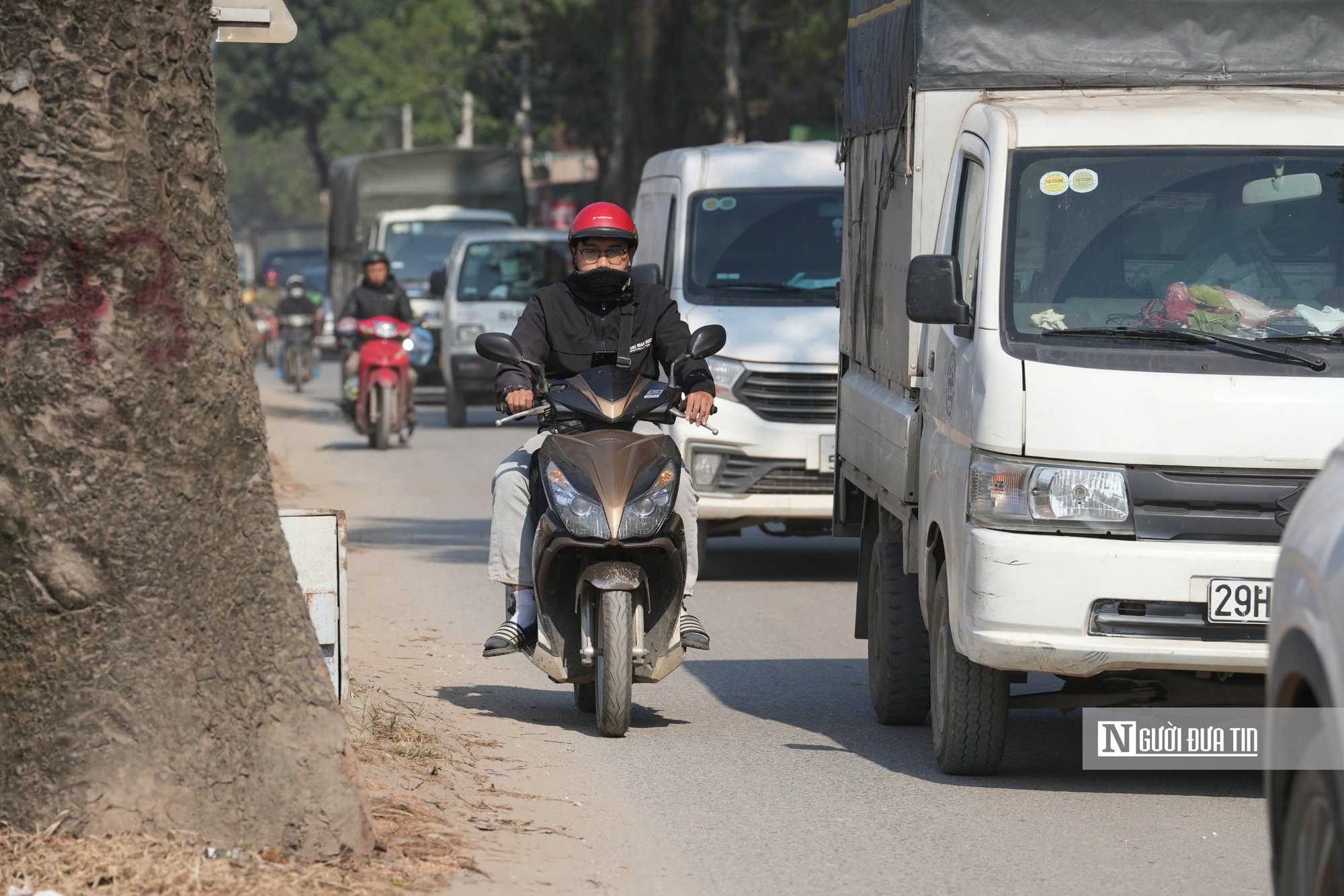Hà Nội: Di dời, đốn hạ hàng chục cây xà cừ cổ thụ mở rộng đường hơn 3.000 tỷ đồng- Ảnh 11.