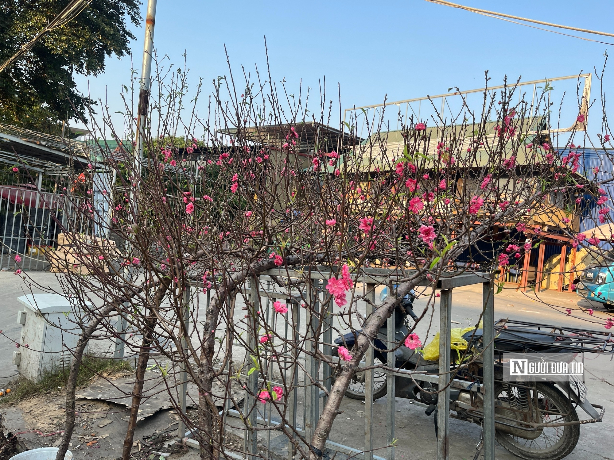 H&agrave; Nội: Thị trường hoa Tết nhộn nhịp, nguồn cung dồi d&agrave;o- Ảnh 12.