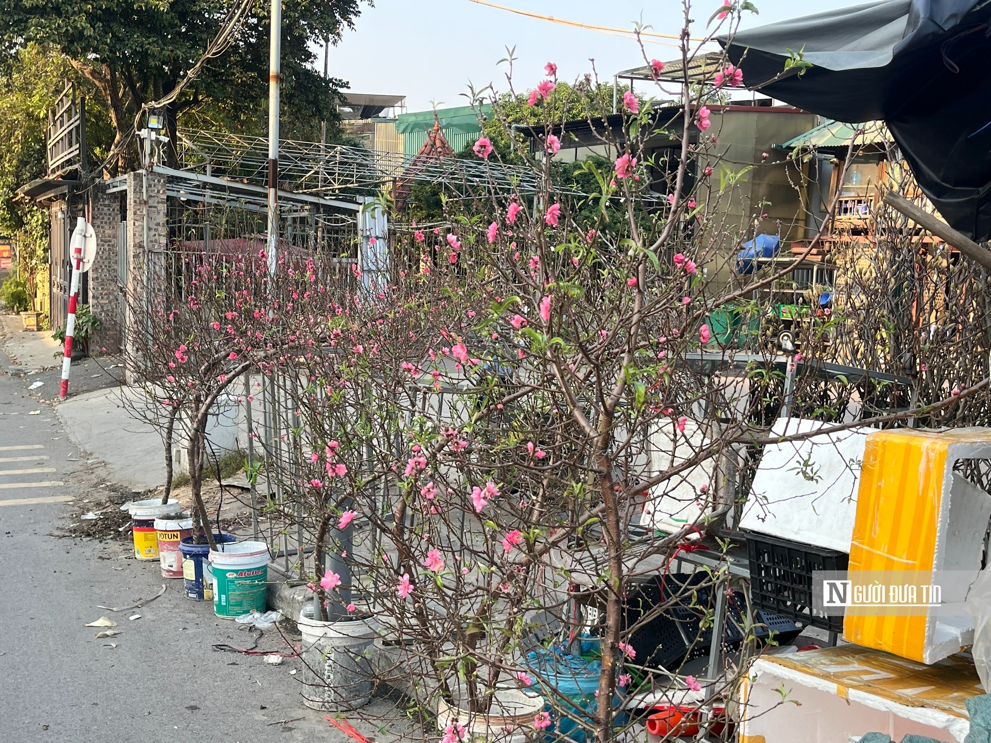 H&agrave; Nội: Thị trường hoa Tết nhộn nhịp, nguồn cung dồi d&agrave;o- Ảnh 13.