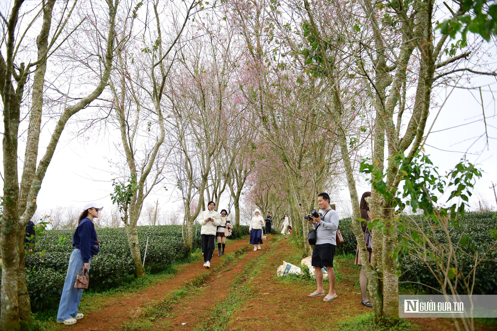 Lễ hội hoa Mai Anh Đào Xuân 2026 mở màn mùa du lịch Đà Lạt – Lâm Đồng - Ảnh 3.