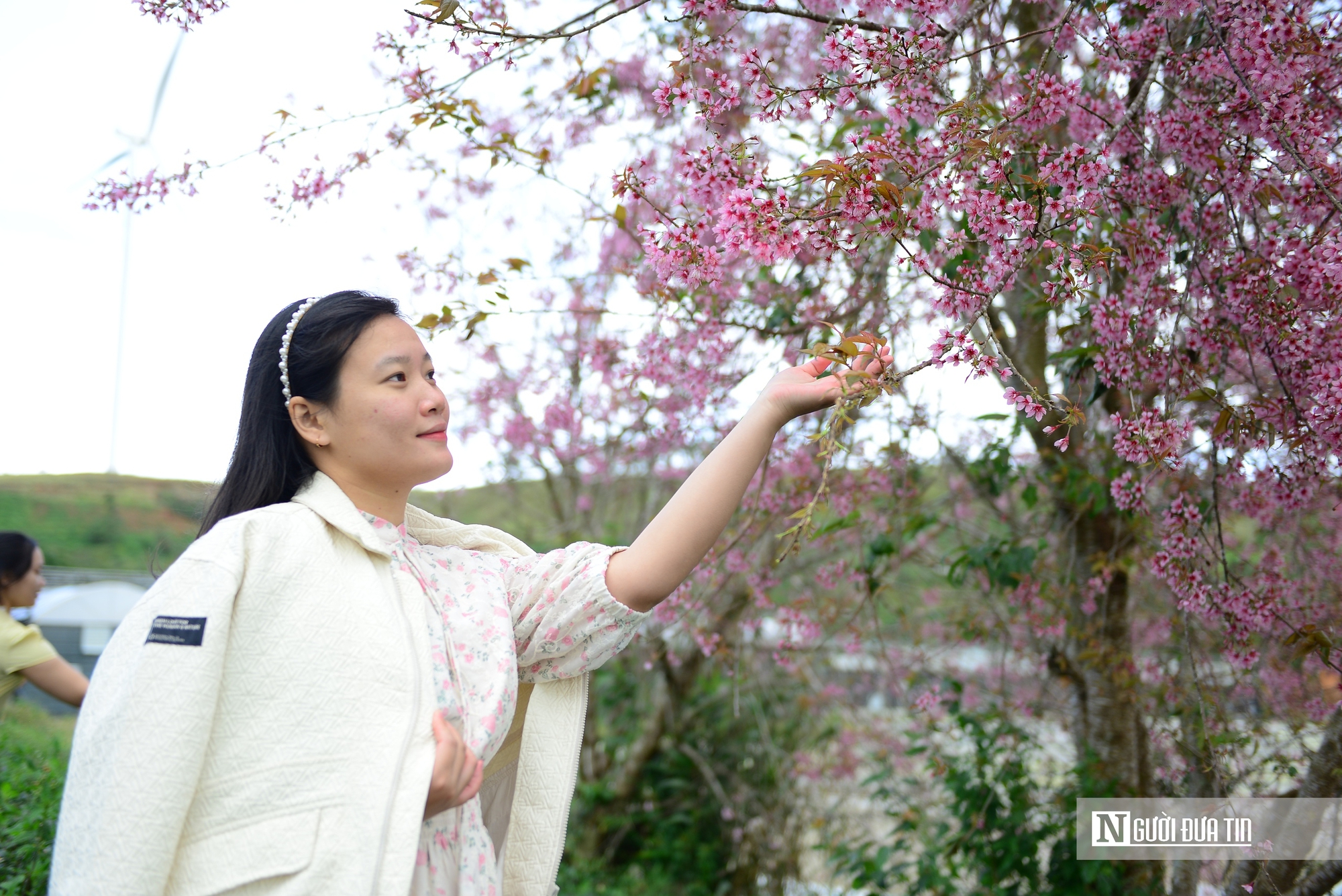 Lễ hội hoa Mai Anh Đào Xuân 2026 mở màn mùa du lịch Đà Lạt – Lâm Đồng - Ảnh 5.