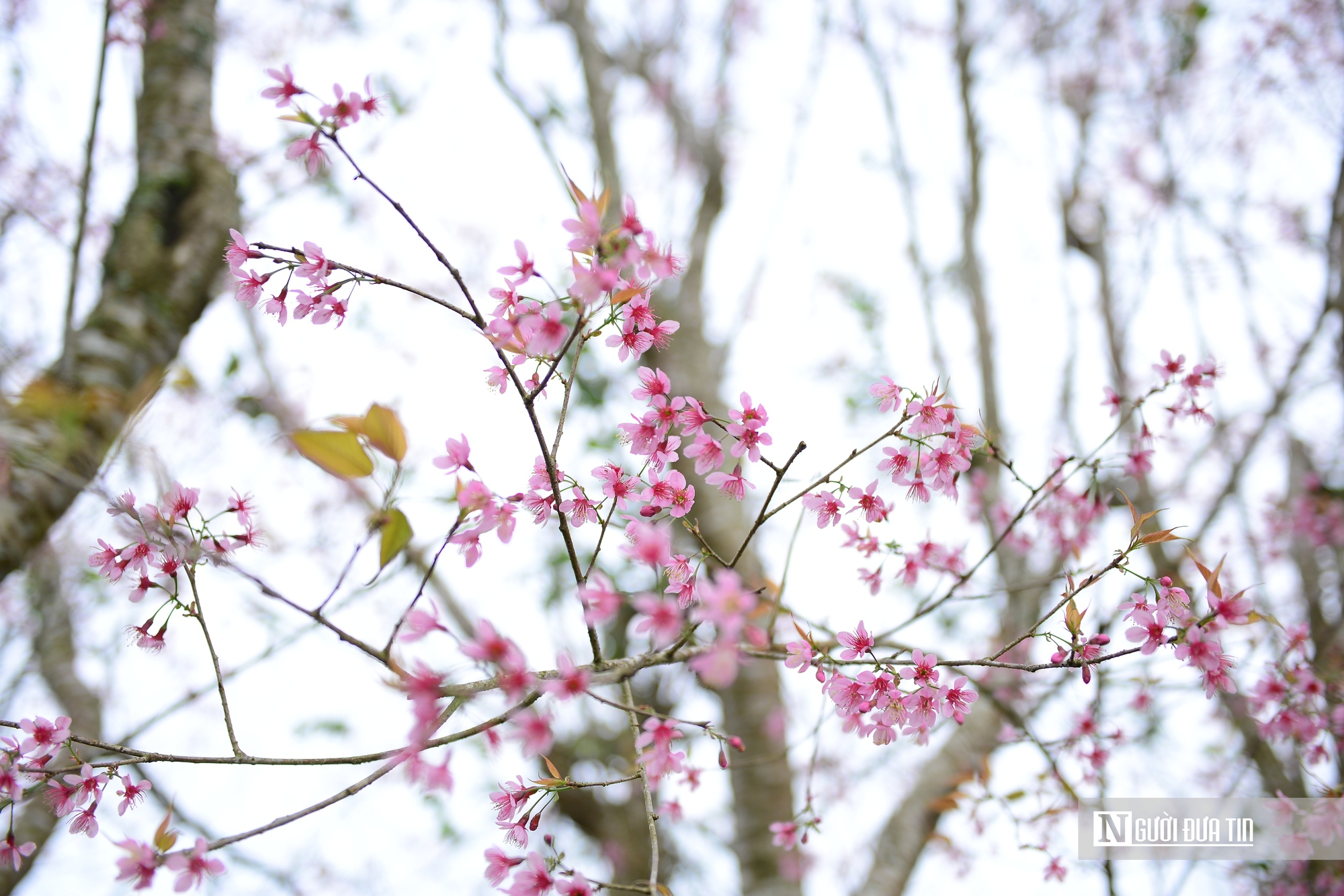 Lễ hội hoa Mai Anh Đào Xuân 2026 mở màn mùa du lịch Đà Lạt – Lâm Đồng - Ảnh 7.