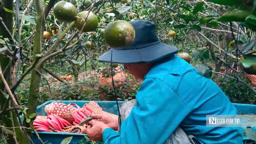 Cam sành Vĩnh Long: Từ “cây làm giàu” đến nỗi lo sinh kế của nhà vườn  - Ảnh 1.