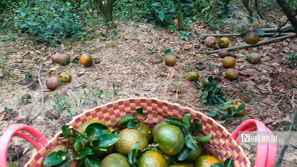 Cam sành Vĩnh Long: Từ “cây làm giàu” đến nỗi lo sinh kế của nhà vườn  - Ảnh 2.