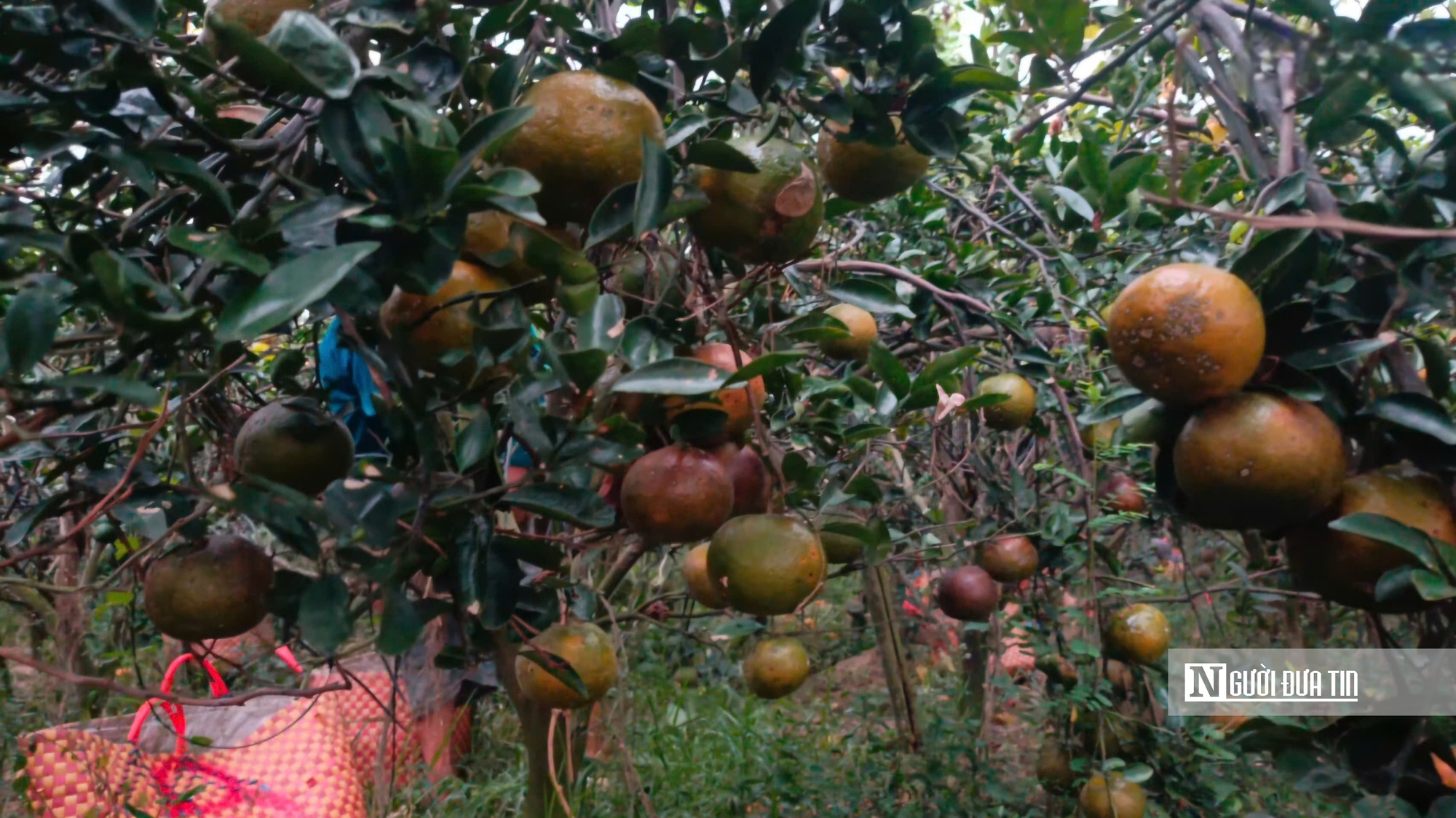Cam sành Vĩnh Long: Từ “cây làm giàu” đến nỗi lo sinh kế của nhà vườn  - Ảnh 3.