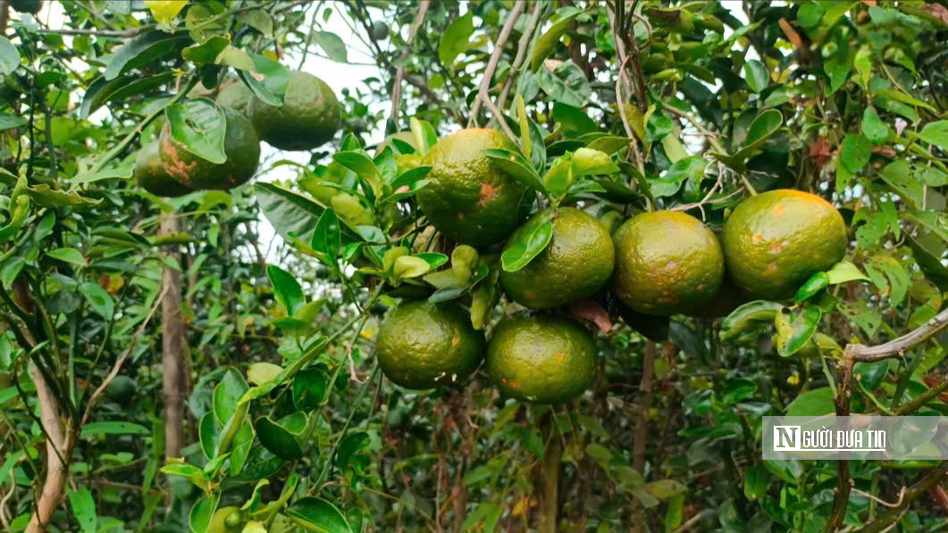 Cam sành Vĩnh Long: Từ “cây làm giàu” đến nỗi lo sinh kế của nhà vườn  - Ảnh 4.