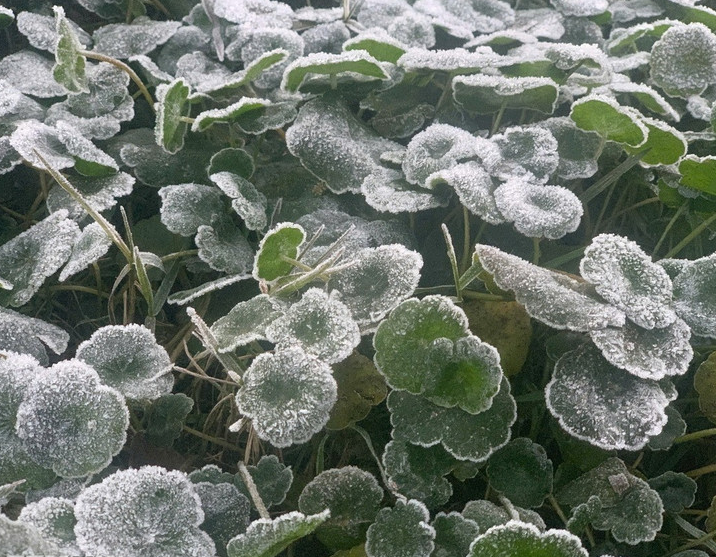 Miền Tây Nghệ An rét đậm cực mạnh, giảm sâu -5 độ C, xuất hiện băng giá - Ảnh 1.