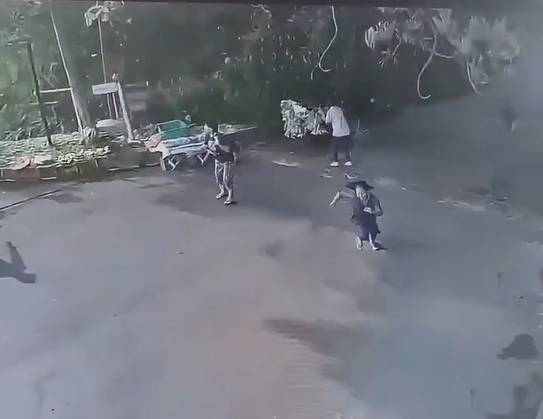 Cây xanh cao 30 mét đổ xuống đường, đè trúng nhiều người - Ảnh 1.