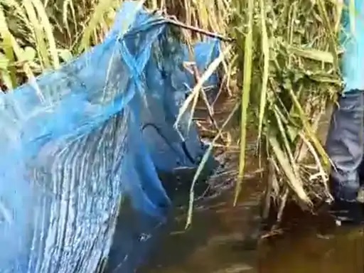 Giăng lưới đánh cá, người dân nhìn thấy cảnh tượng nổi da gà trên sông - Ảnh 1.