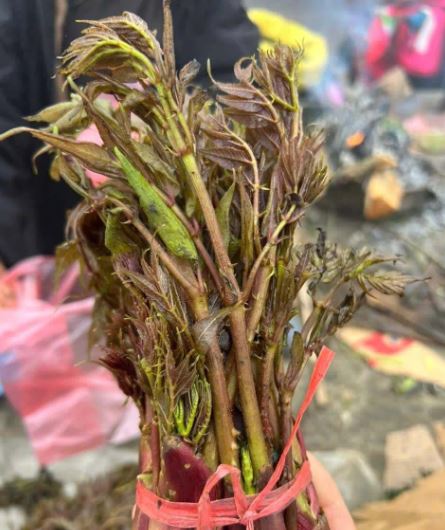 Loại rau dại mọc trên núi xưa không ai ngó, nay thành đặc sản dân phố 