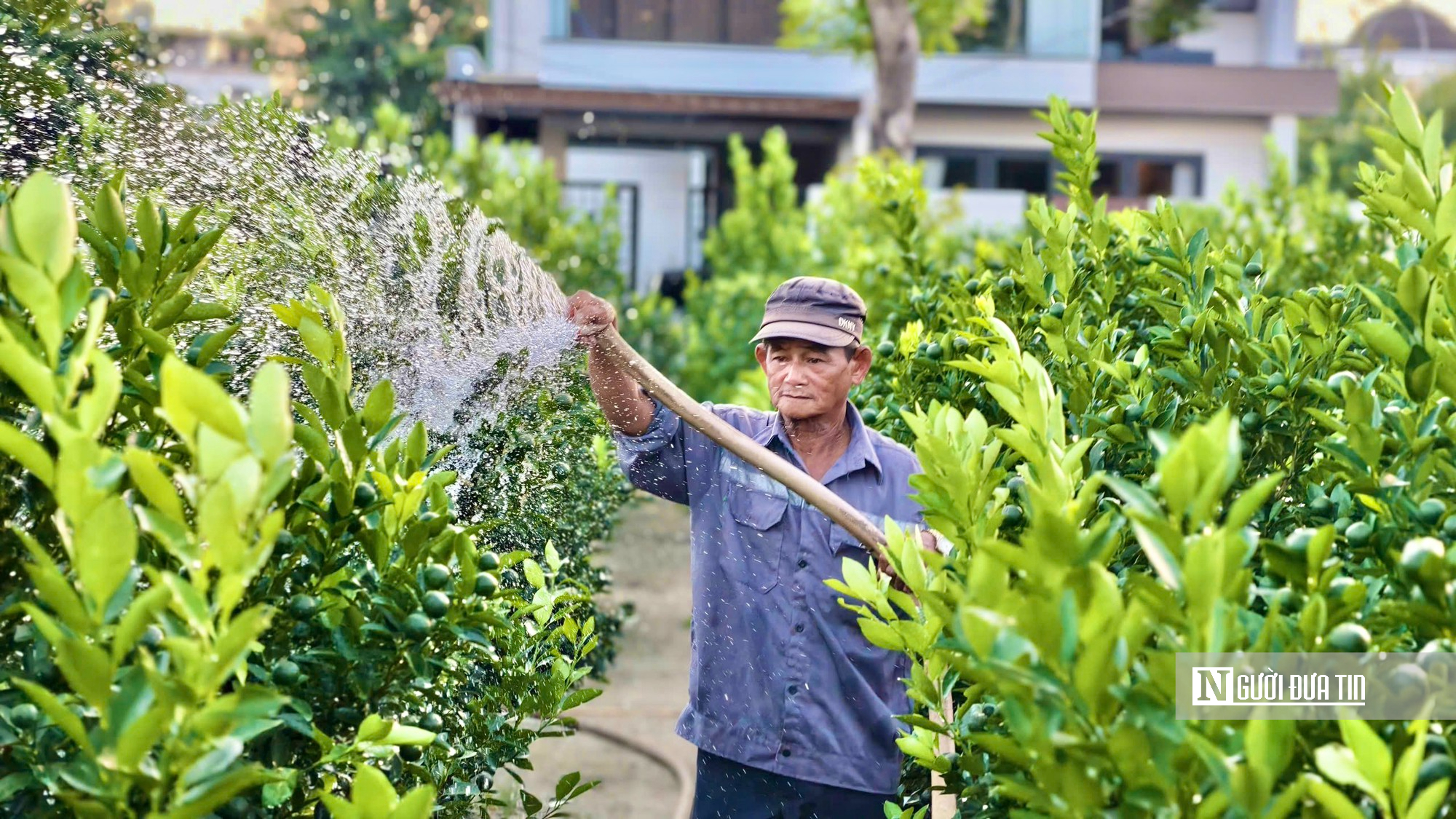 Chưa đến Tết, quất ở “thủ phủ” Hội An đã được thương lái đặt gần hết- Ảnh 1.