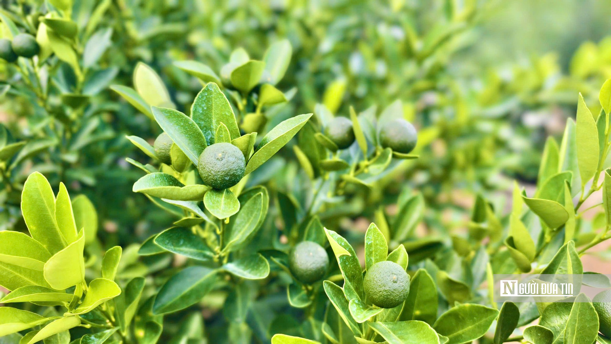 Chưa đến Tết, quất ở “thủ phủ” Hội An đã được thương lái đặt gần hết- Ảnh 2.