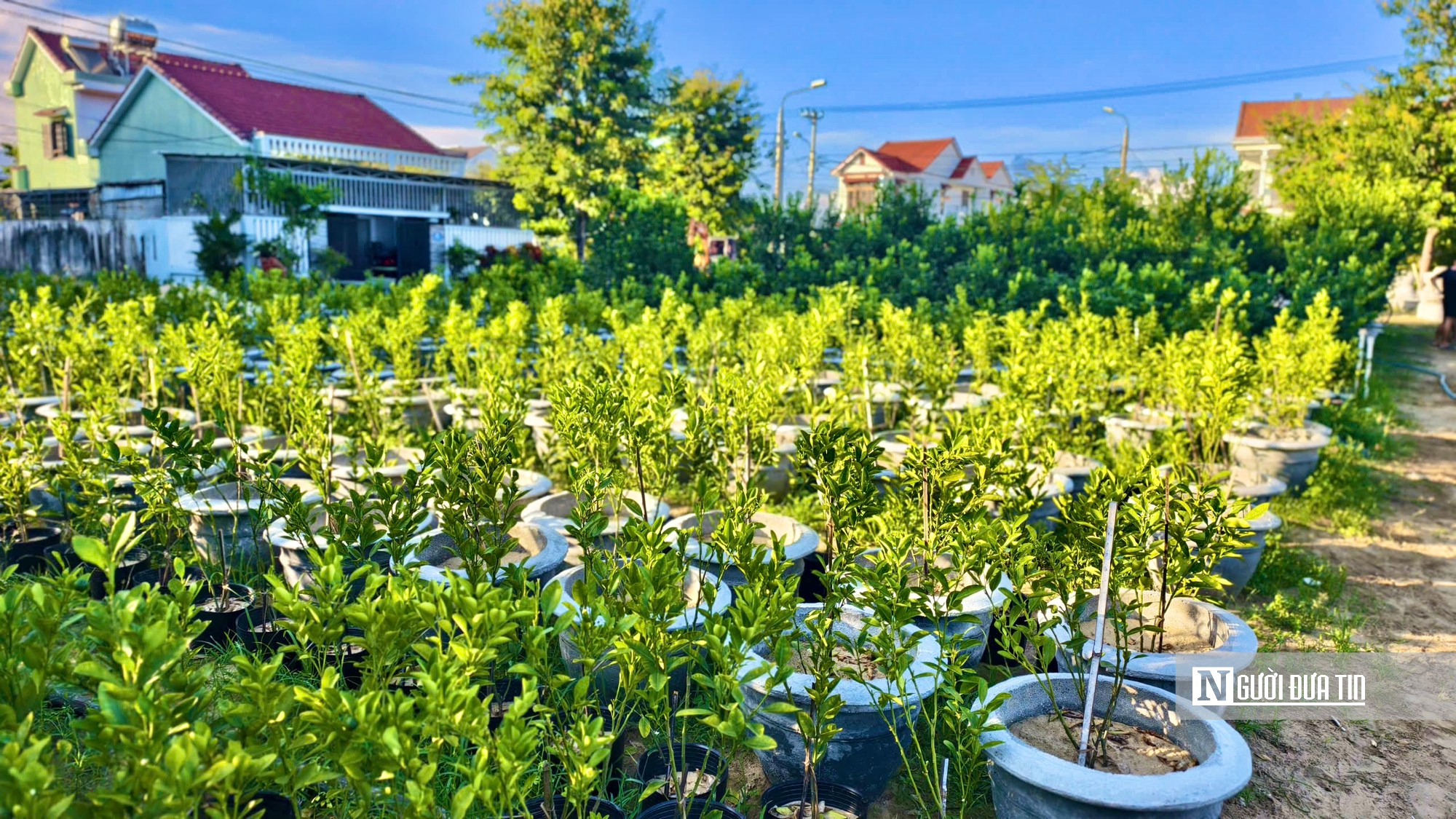 Chưa đến Tết, quất ở “thủ phủ” Hội An đã được thương lái đặt gần hết- Ảnh 3.