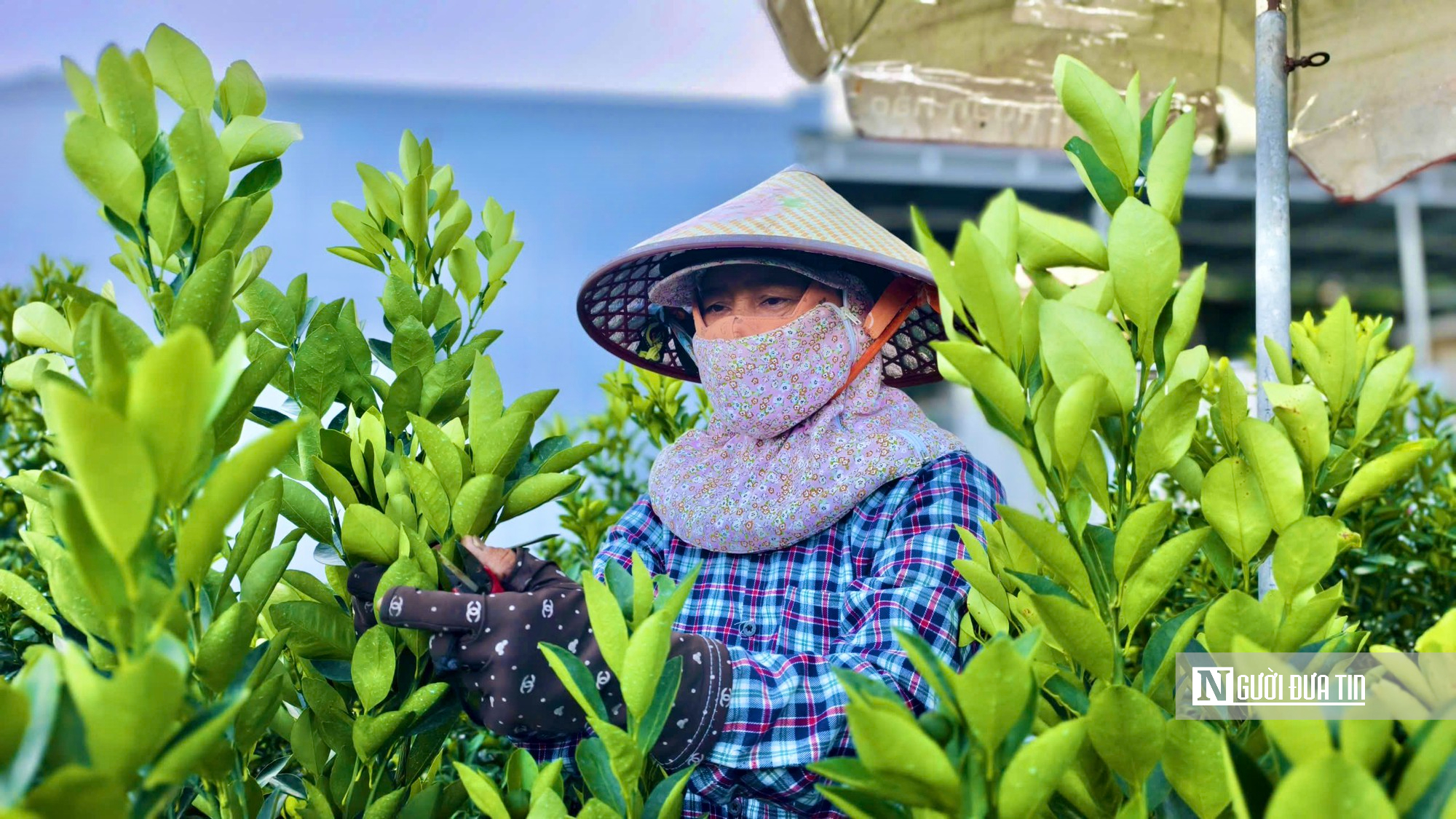 Chưa đến Tết, quất ở “thủ phủ” Hội An đã được thương lái đặt gần hết- Ảnh 4.