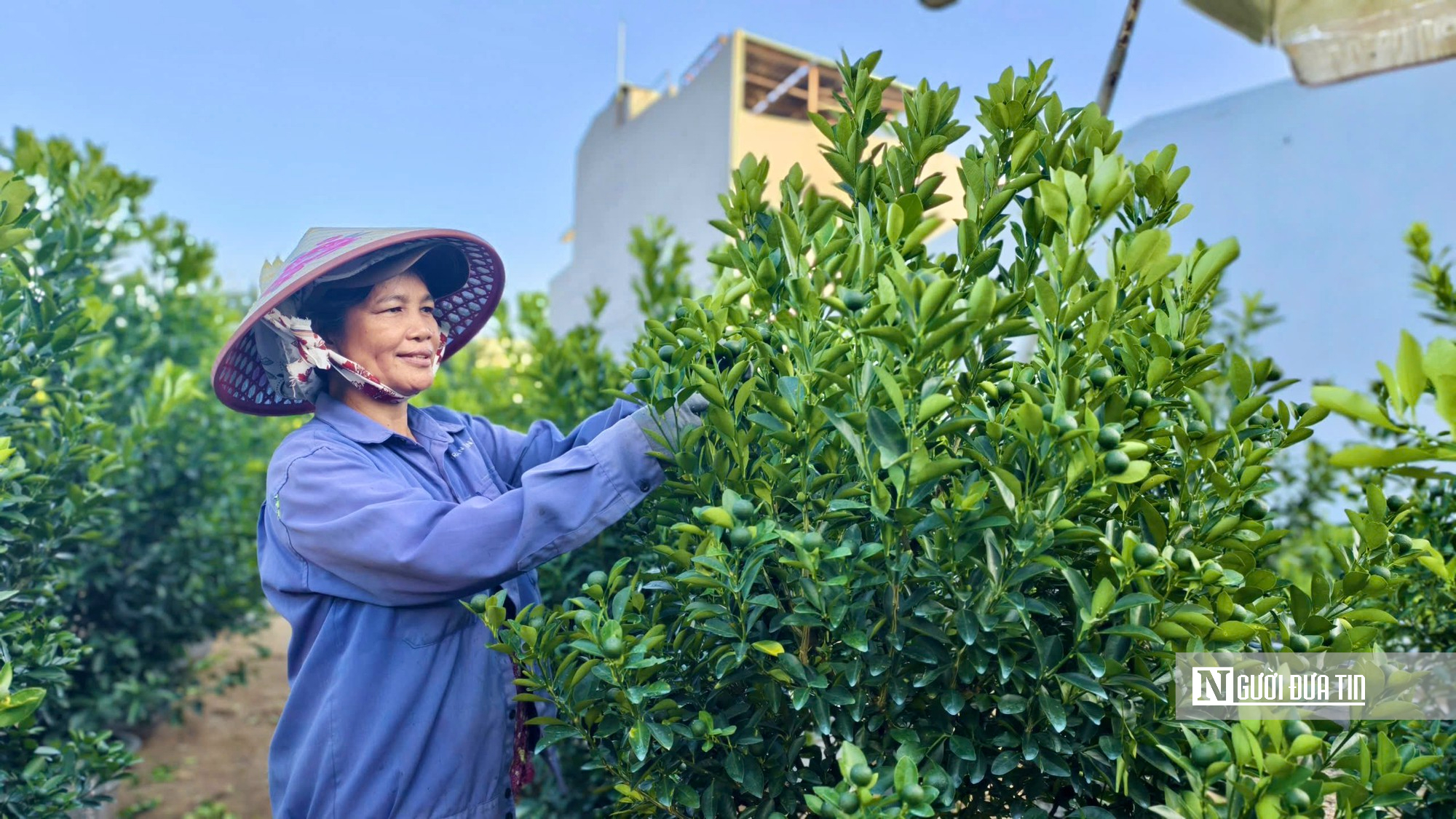 Chưa đến Tết, quất ở “thủ phủ” Hội An đã được thương lái đặt gần hết- Ảnh 5.