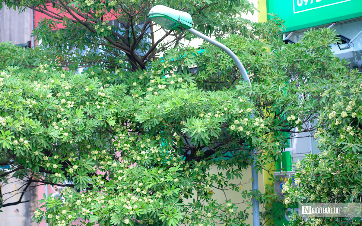 Hà Nội nghiên cứu cắt tỉa hoa sữa gần nhà ở, trường học, bệnh viện - Ảnh 2.