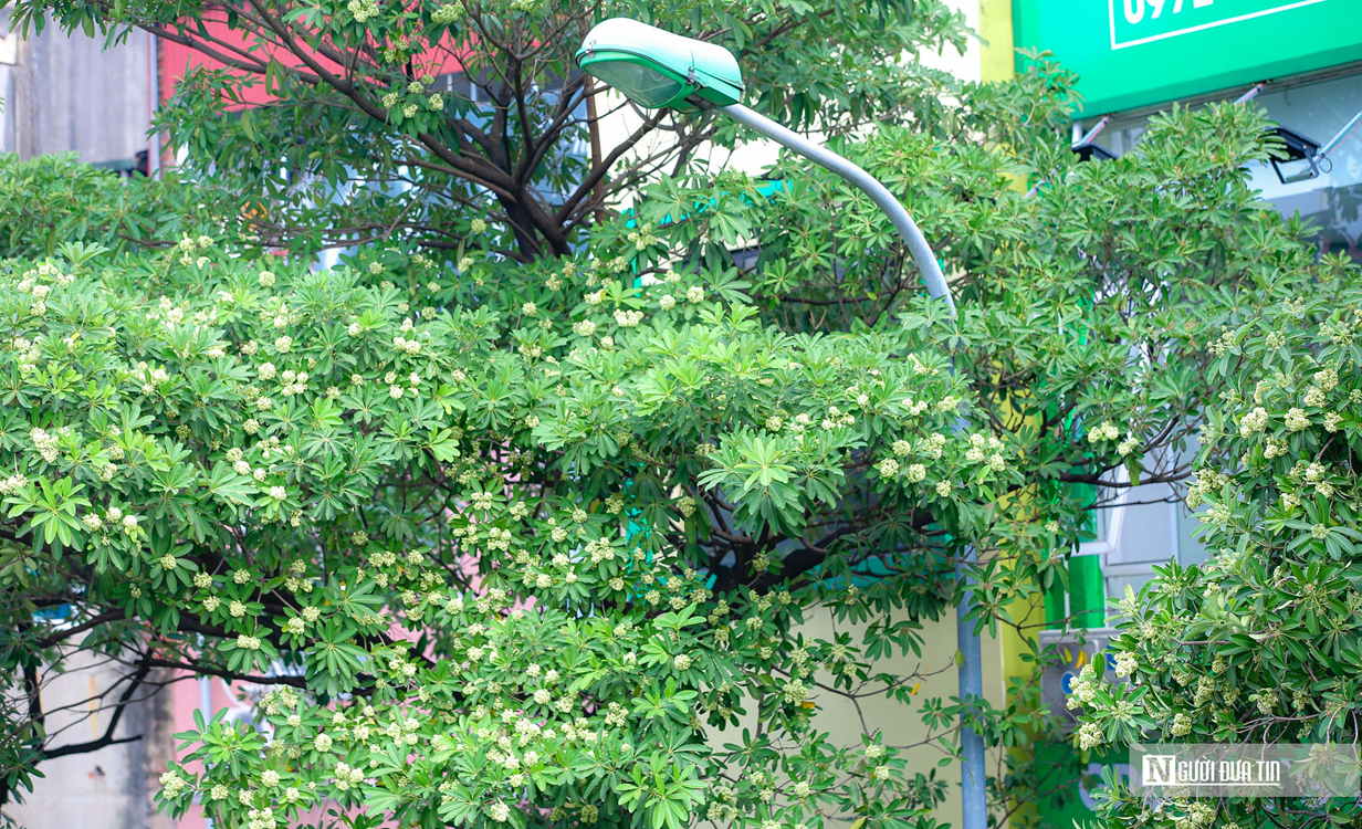 Hà Nội yêu cầu khẩn trương di dời bớt cây hoa sữa - Ảnh 1.