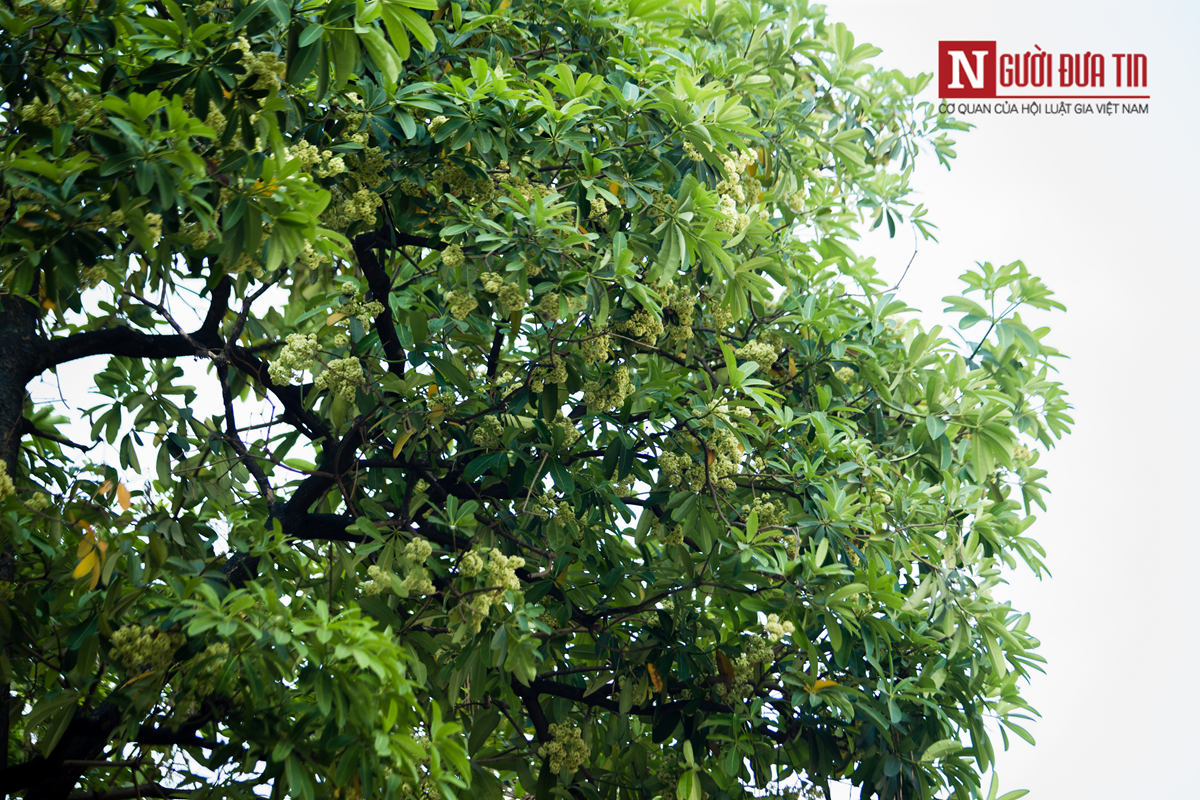 Hà Nội nghiên cứu cắt tỉa hoa sữa gần nhà ở, trường học, bệnh viện - Ảnh 1.