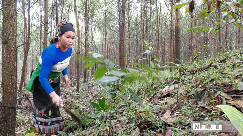Thanh Hóa: Trồng rừng FSC mở đường đưa sản phẩm gỗ tiếp cận thị trường khó tính- Ảnh 3.