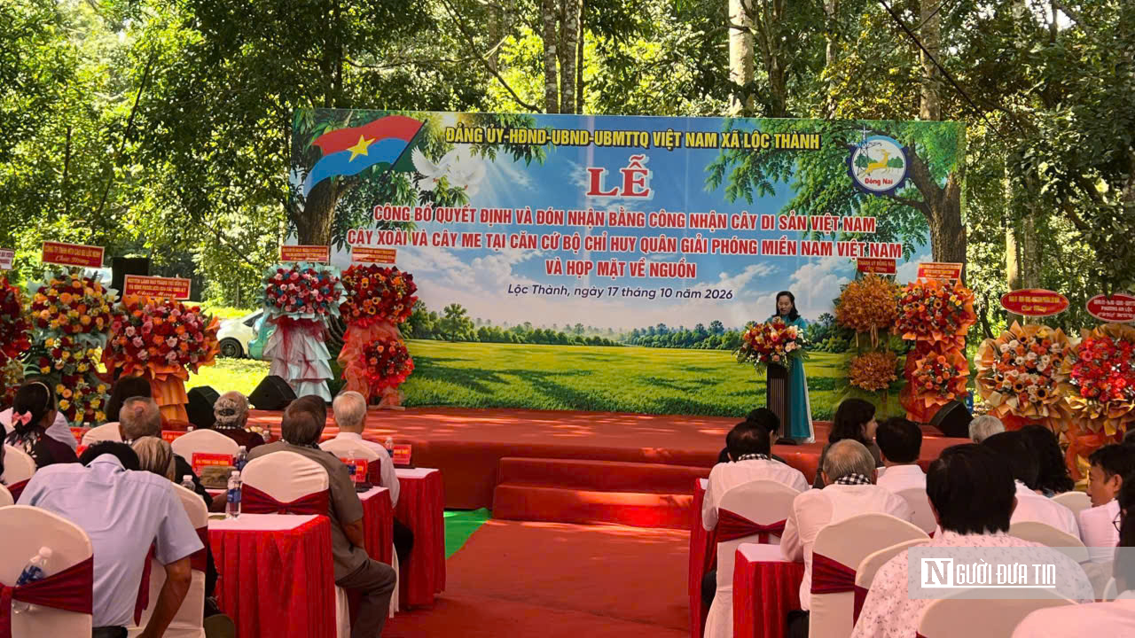 Hai c&acirc;y cổ thụ trăm tuổi giữa căn cứ c&aacute;ch mạng T&agrave; Thiết- Ảnh 1.