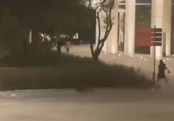 Dắt chó đi dạo, người phụ nữ bỏ chạy khi chứng kiến cảnh tượng "nổi da gà" - Ảnh 1.
