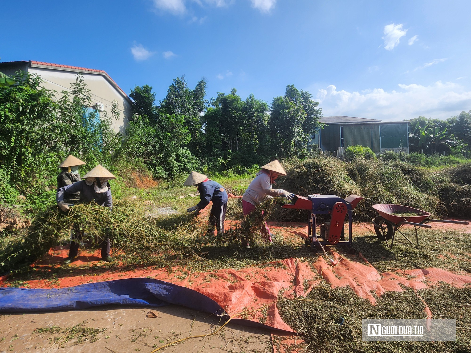 Đánh thức vùng gò đồi, cho doanh thu 10 tỷ mỗi năm nhờ trồng cây dược liệu- Ảnh 3.