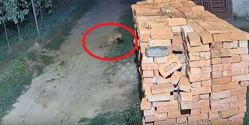 Camera giám sát ghi lại cảnh tượng "nổi da gà" diễn ra trong chớp mắt - Ảnh 1.
