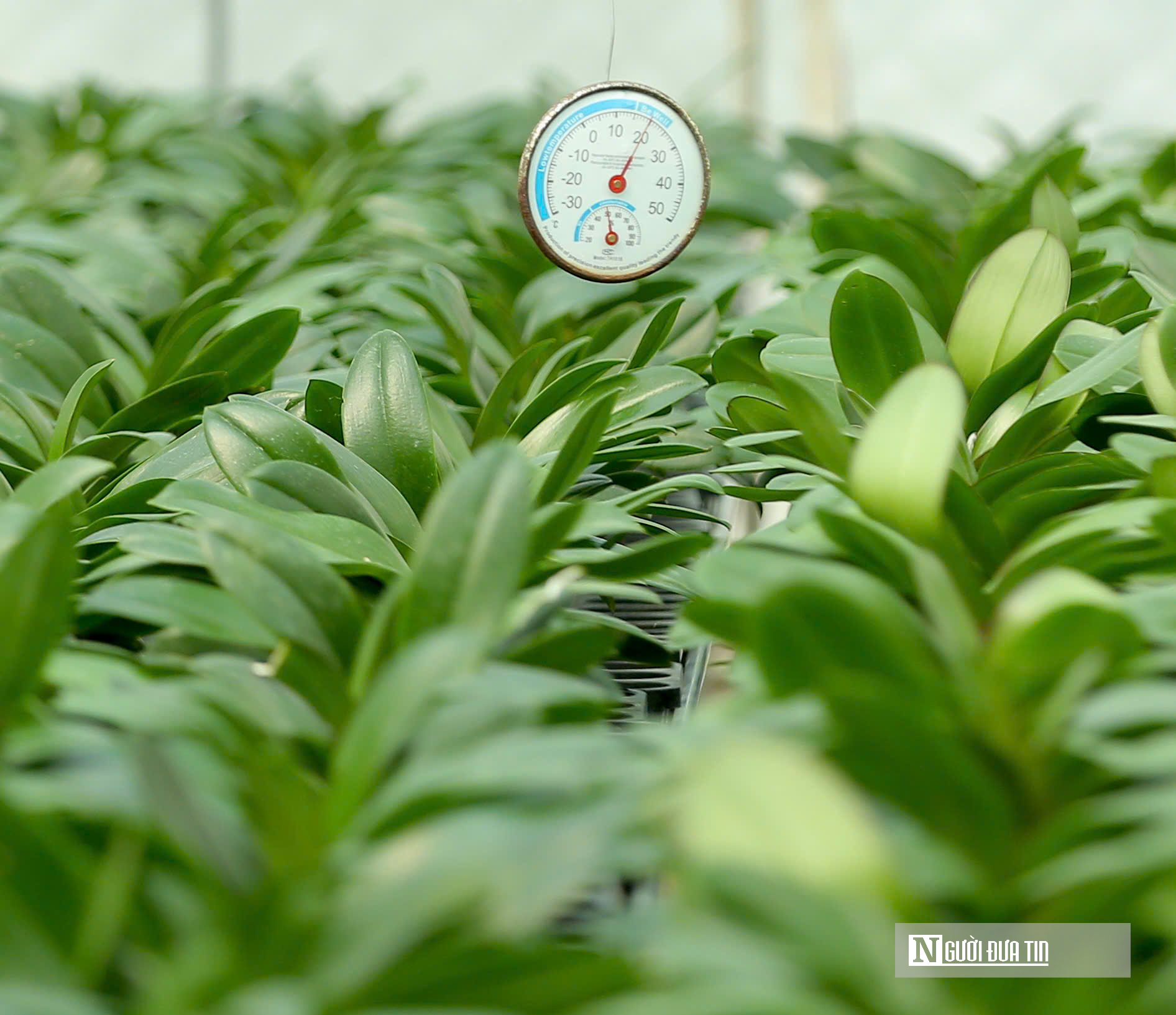Tìm hướng đi mới, nâng cao giá trị nông sản Thanh Hóa- Ảnh 3.